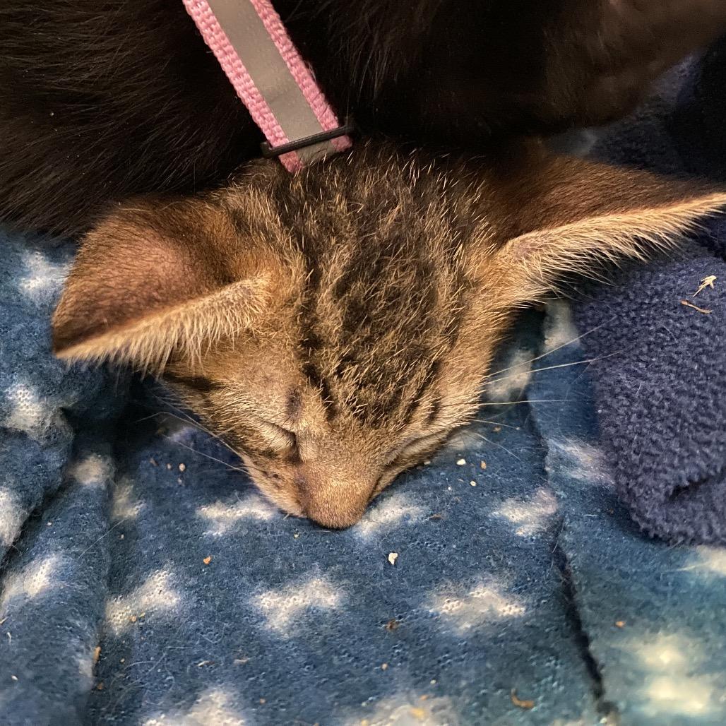 Enlarge Latte, a Adoptable American Shorthair in New Orleans, LA image 2/2