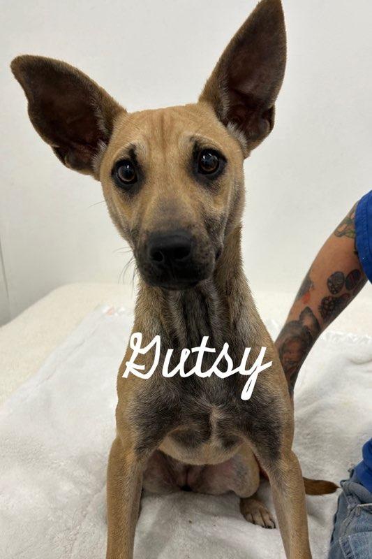 Gutsy, Adoptable, Young Female Mountain Dog.