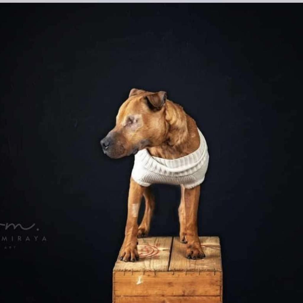 Stewie, Adoptable, Adult Male Mixed Breed & Pit Bull Terrier.