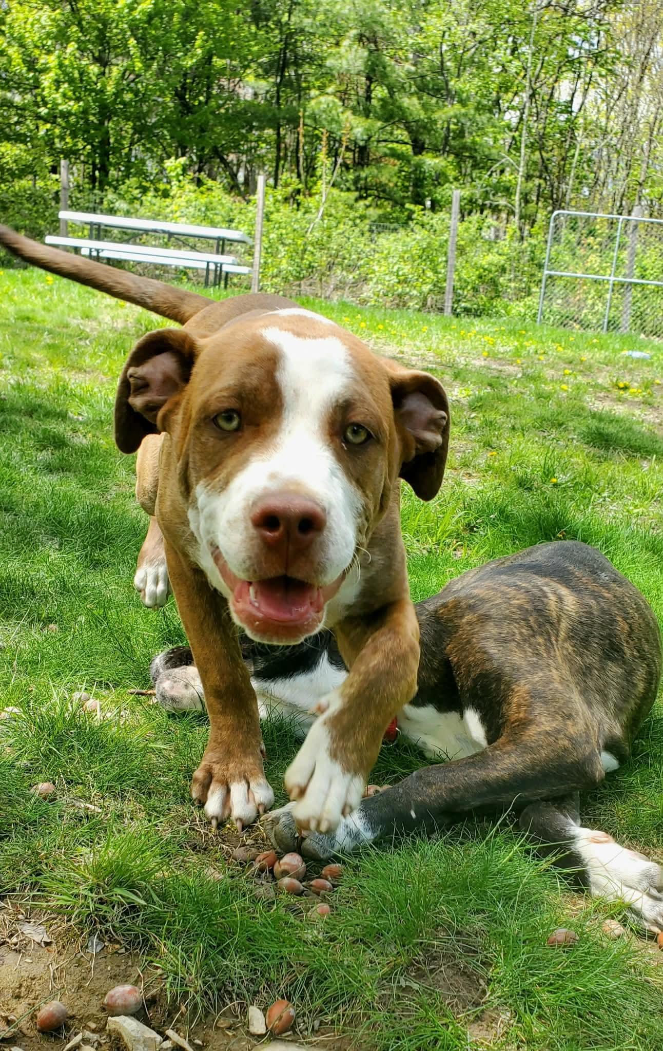 Enlarge Stuart , a Adoptable Mixed Breed in Argyle, NY image 1/6