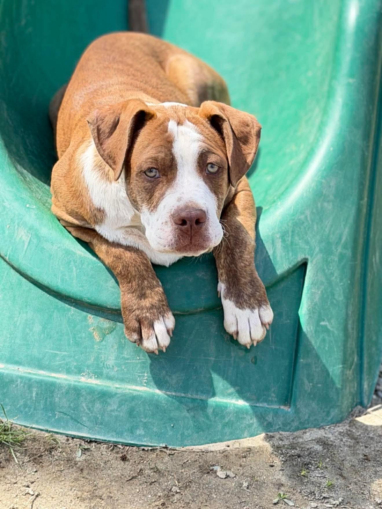 Enlarge Stuart , a Adoptable Mixed Breed in Argyle, NY image 3/6