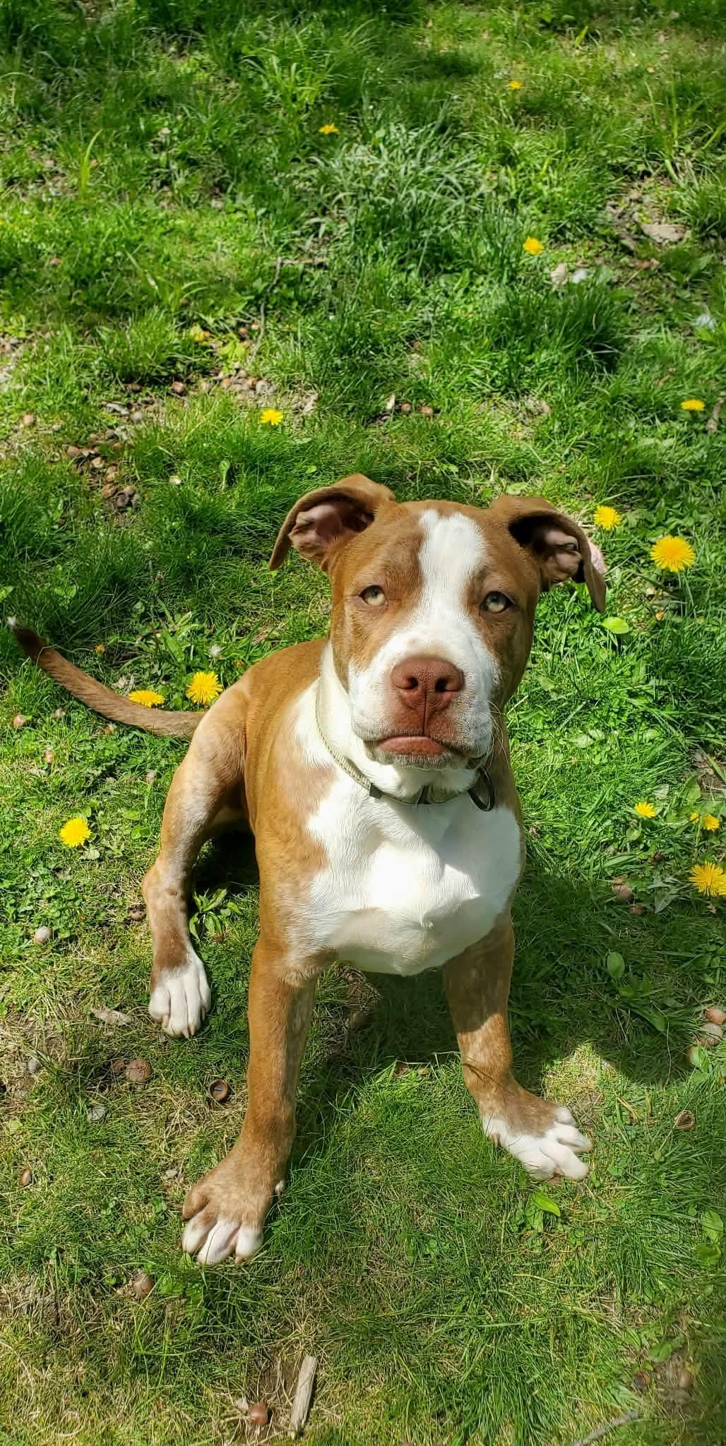 Enlarge Stuart , a Adoptable Mixed Breed in Argyle, NY image 5/6