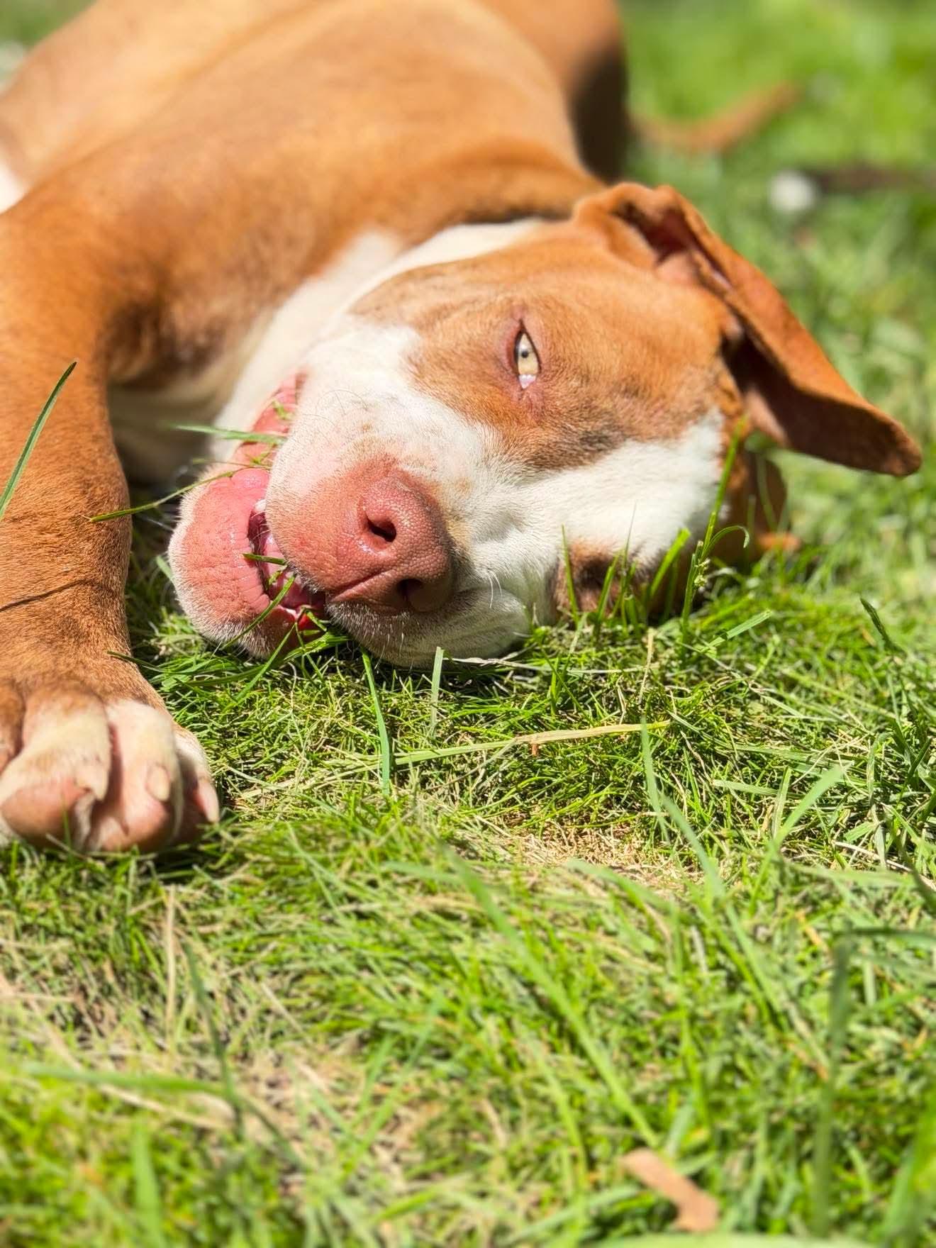 Enlarge Stuart , a Adoptable Mixed Breed in Argyle, NY image 6/6