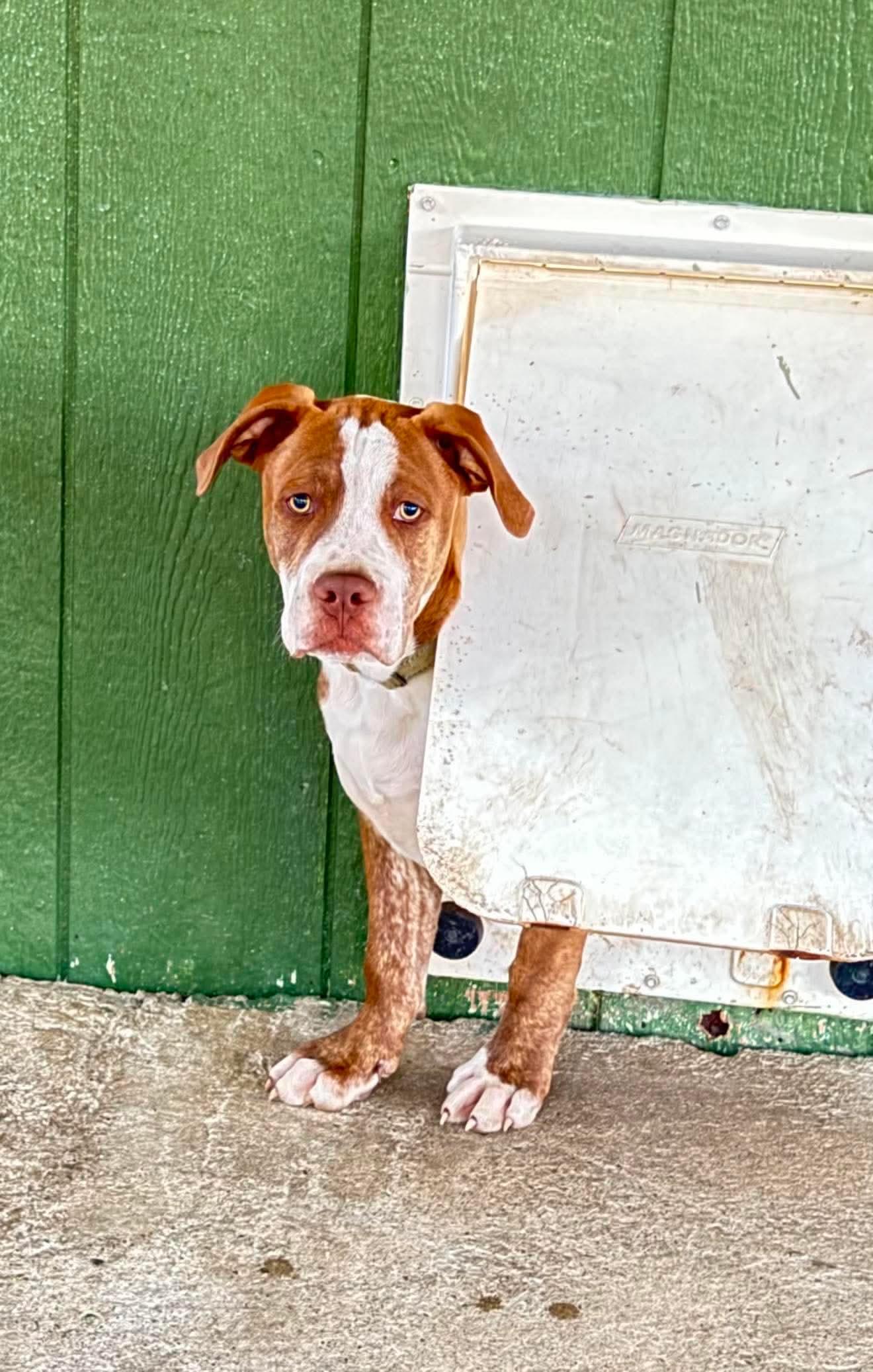 Enlarge Stuart , a Adoptable Mixed Breed in Argyle, NY image 2/6