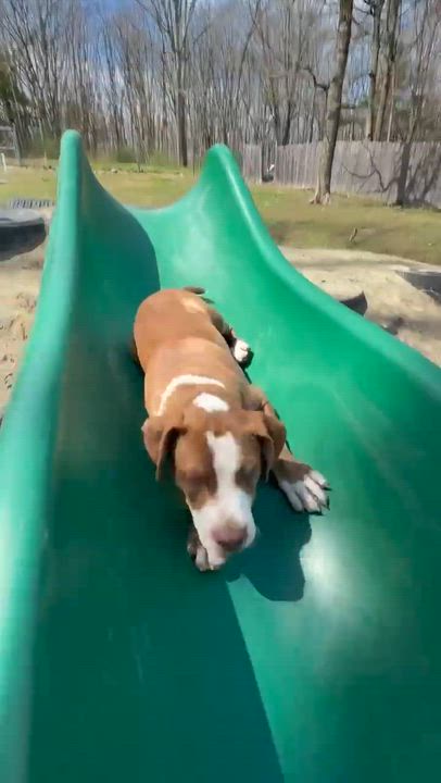 Enlarge Stuart , a Adoptable Mixed Breed in Argyle, NY video 4/6