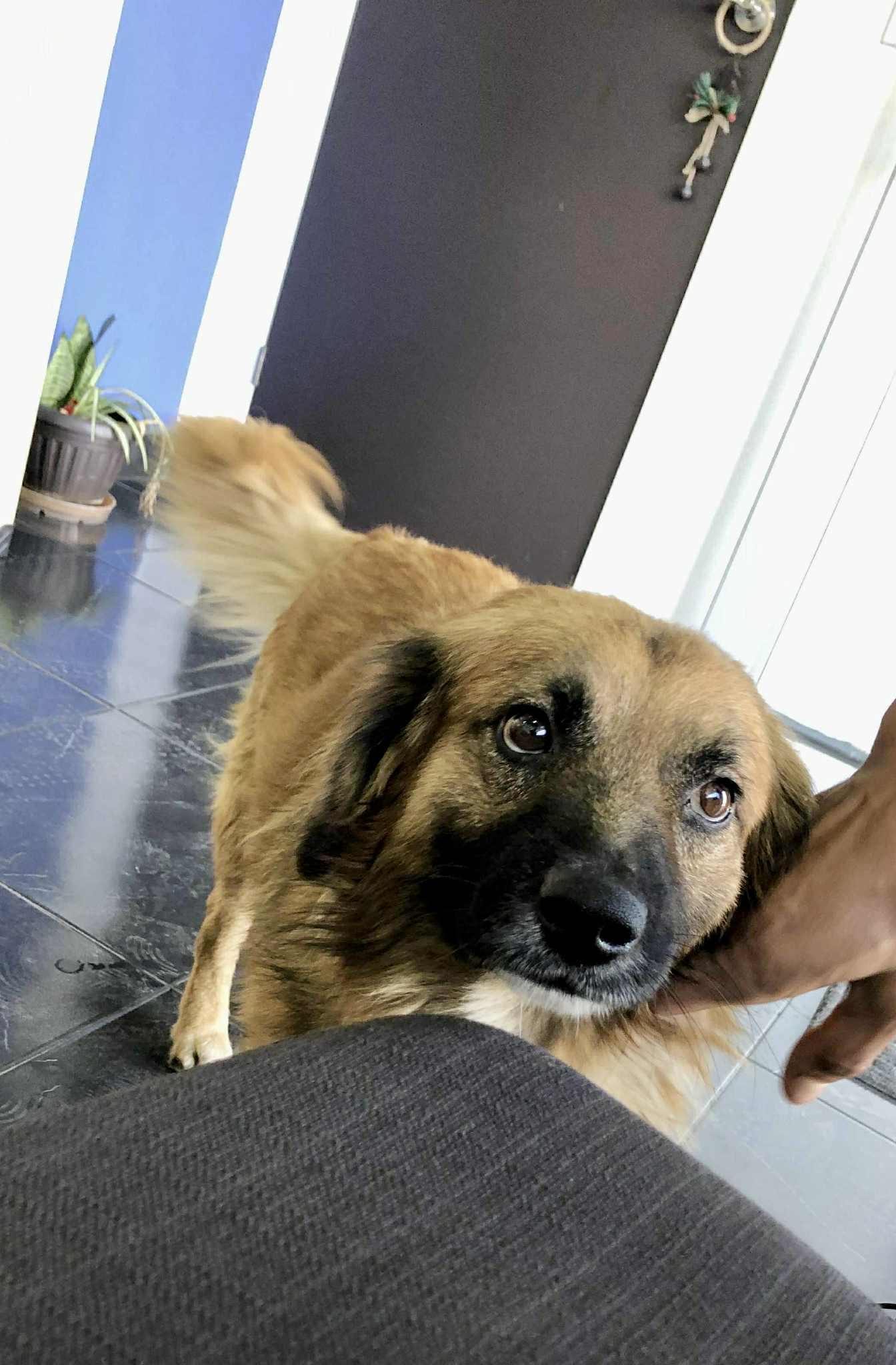 Enlarge King, a Adoptable mixed breed in Escondido, CA image 1/3