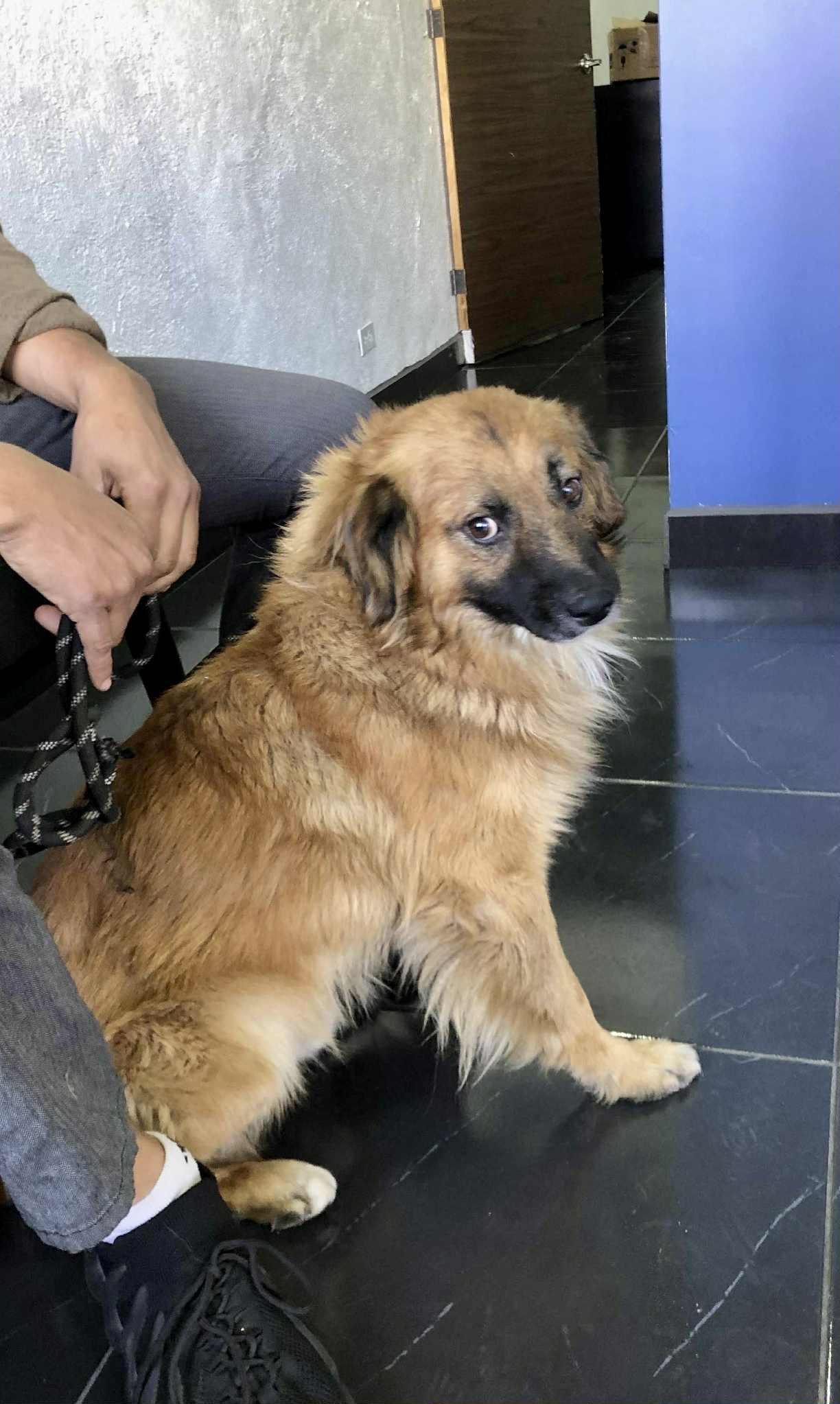 Enlarge King, a Adoptable mixed breed in Escondido, CA image 2/3