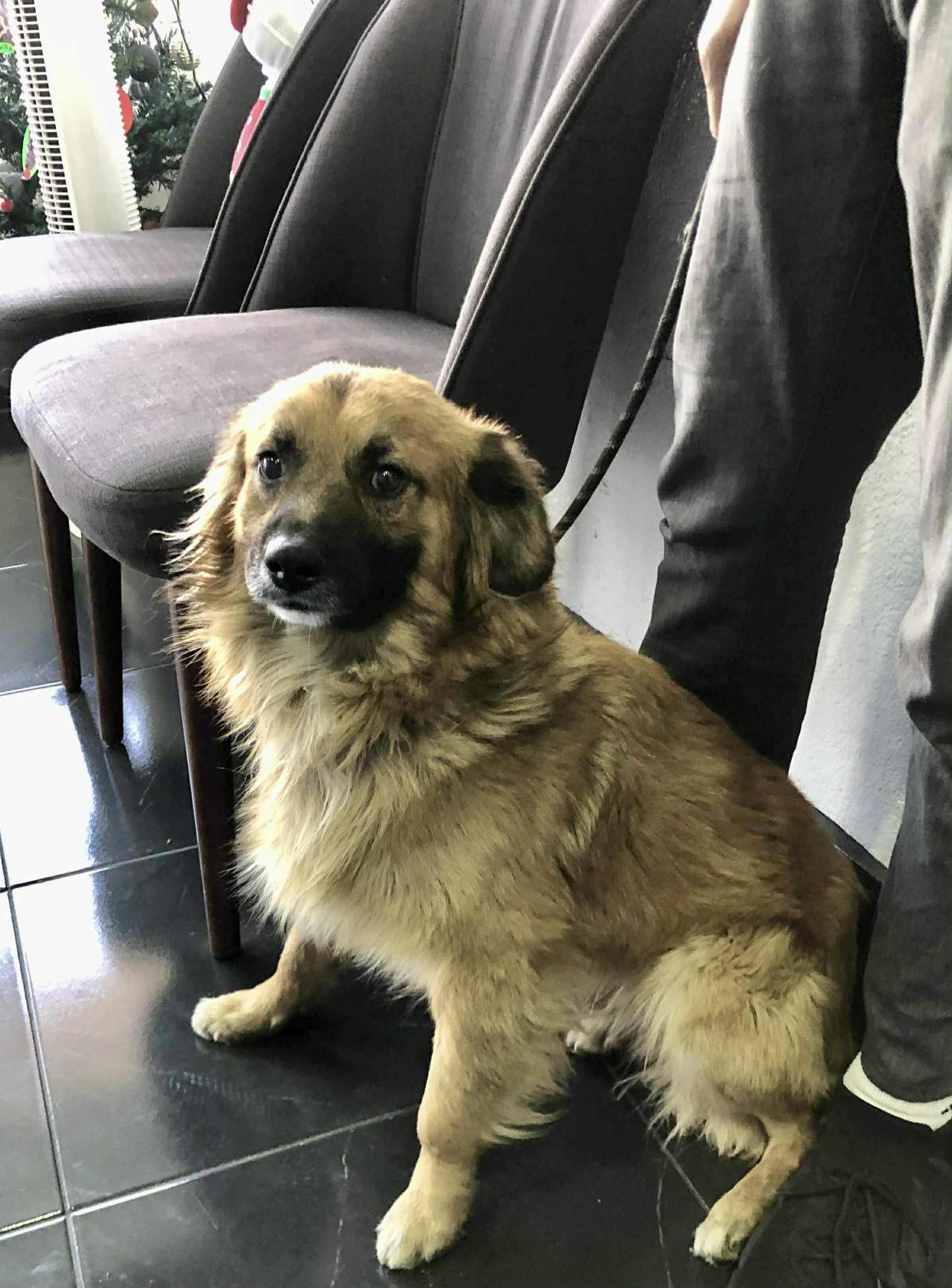 Enlarge King, a Adoptable mixed breed in Escondido, CA image 3/3