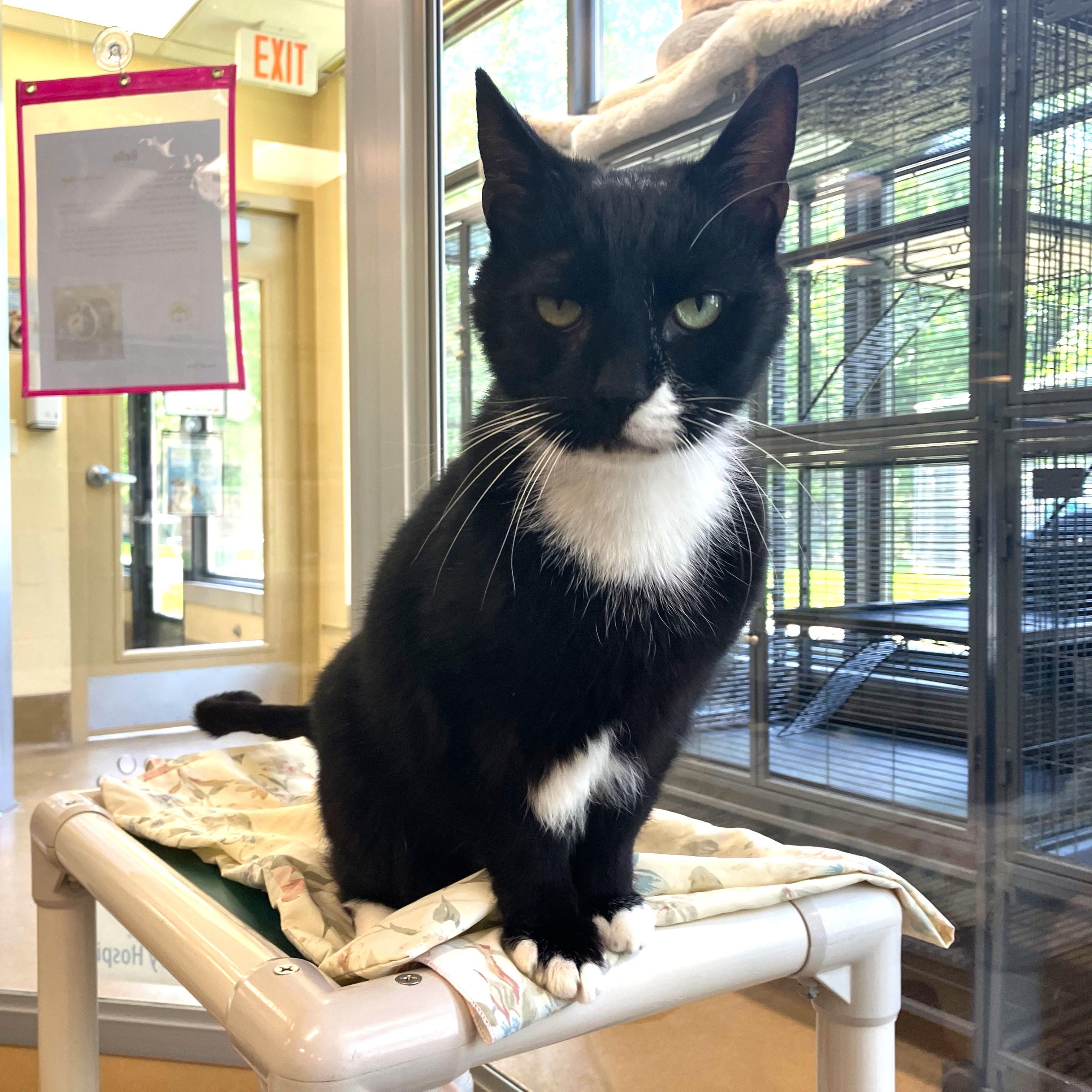 Sir Isaac Mewton, a ADOPTABLE Domestic Short Hair in Eatontown, NJ image 2/4