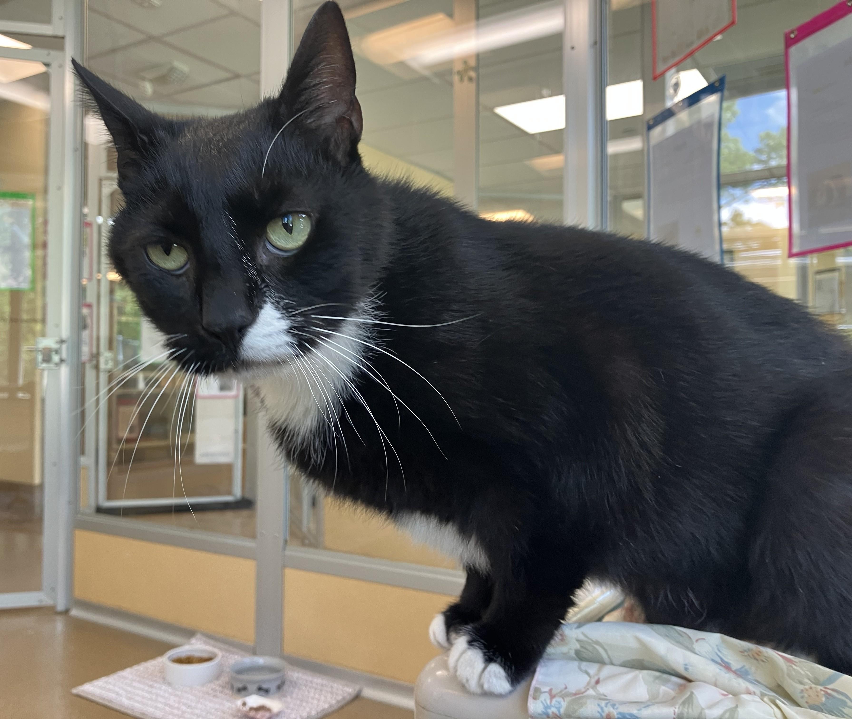Sir Isaac Mewton, a ADOPTABLE Domestic Short Hair in Eatontown, NJ image 3/4