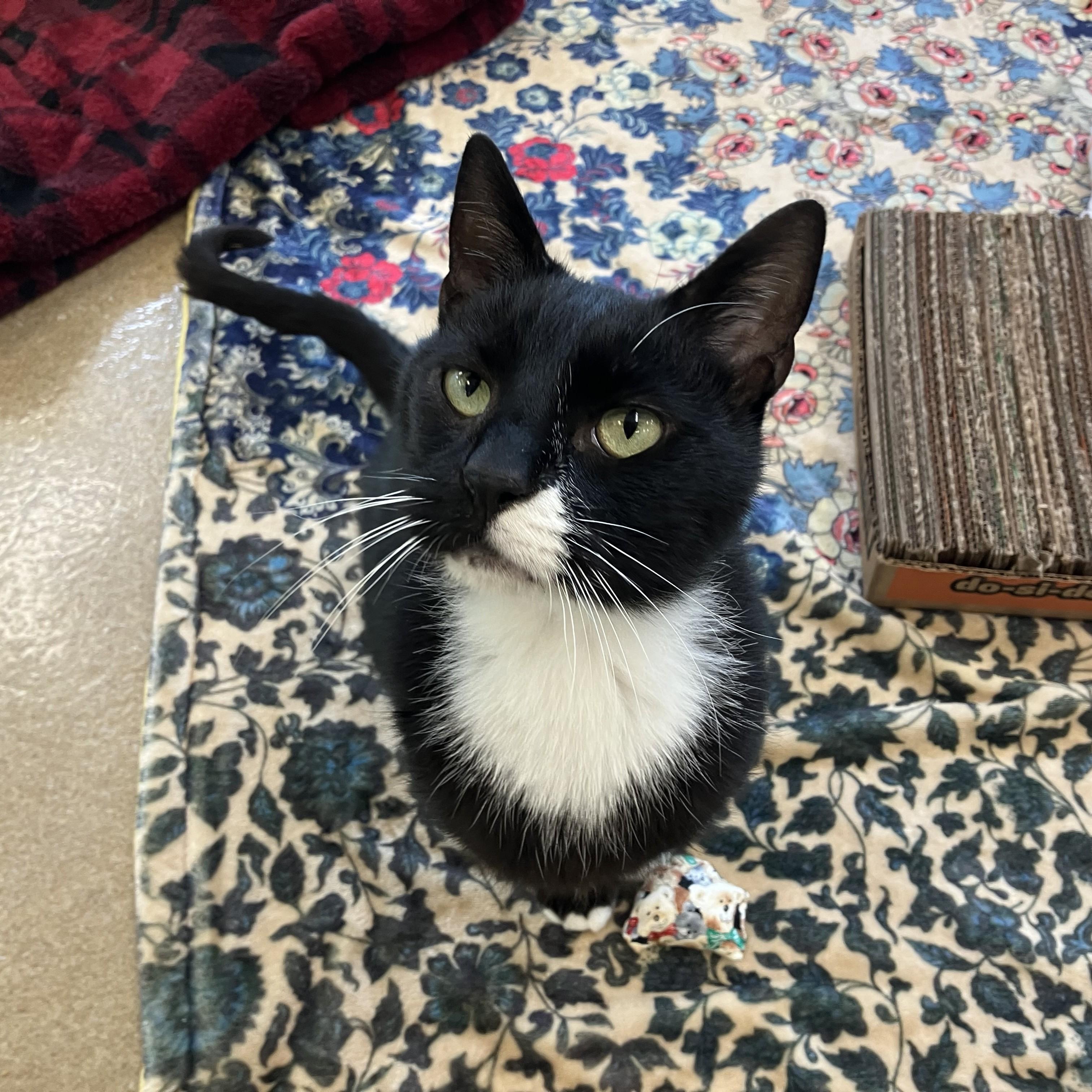 Sir Isaac Mewton, a ADOPTABLE Domestic Short Hair in Eatontown, NJ image 4/4