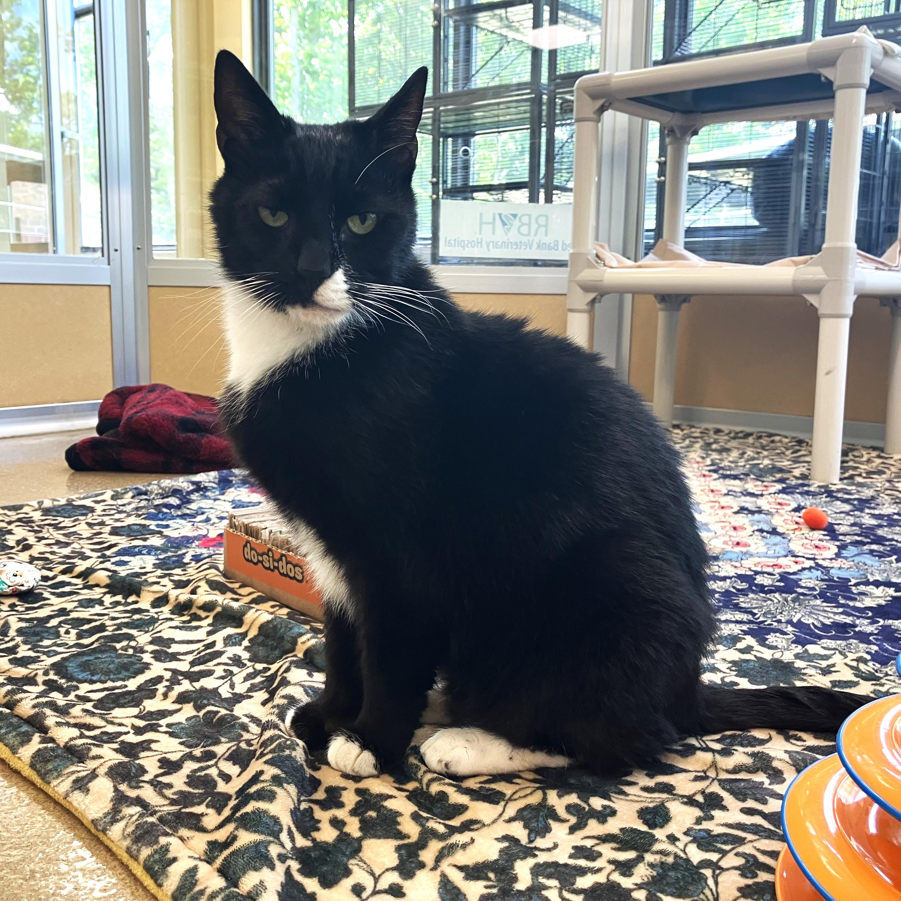Sir Isaac Mewton, ADOPTABLE, Adult Male Domestic Short Hair.