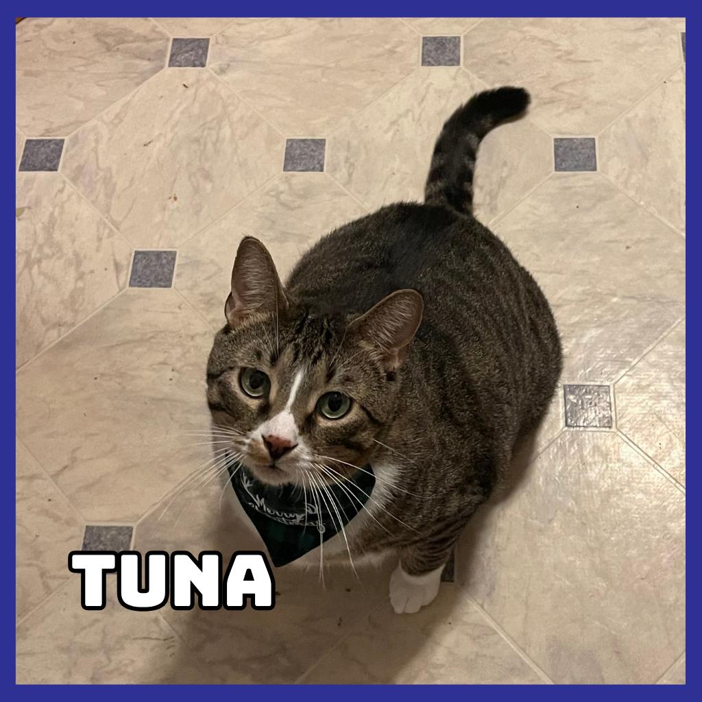 Tuna, Adoptable, Adult Male Domestic Short Hair & Mixed Breed.