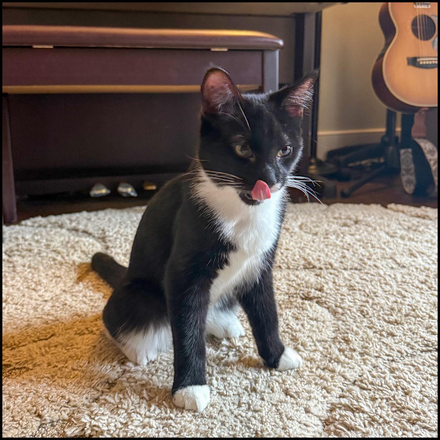 Enlarge Spooky 2, a ADOPTABLE mixed breed in Roswell, GA image 2/2