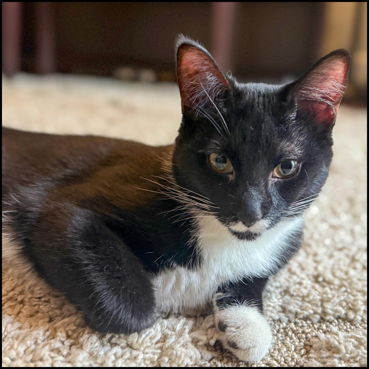 Spooky 2, ADOPTABLE, Adult Male Domestic Short Hair & Tuxedo.