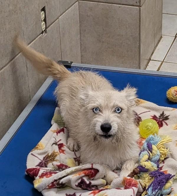 Zen, Adoptable, Adult Female Terrier.
