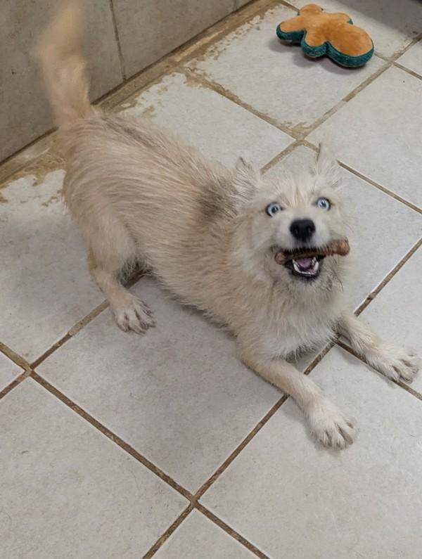Enlarge Zen, a Adoptable mixed breed in Osage Beach, MO image 2/3