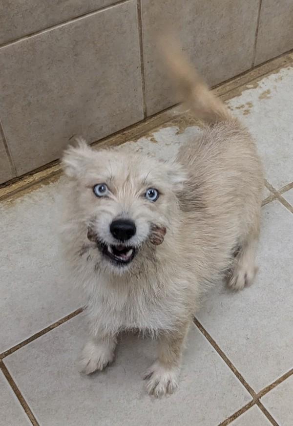 Enlarge Zen, a Adoptable mixed breed in Osage Beach, MO image 3/3