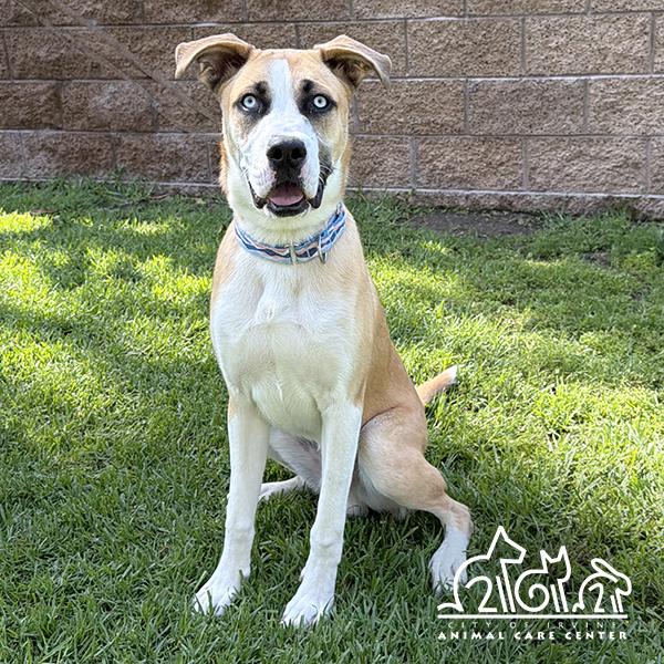 BOWIE, Adoptable, Young Male Labrador Retriever.