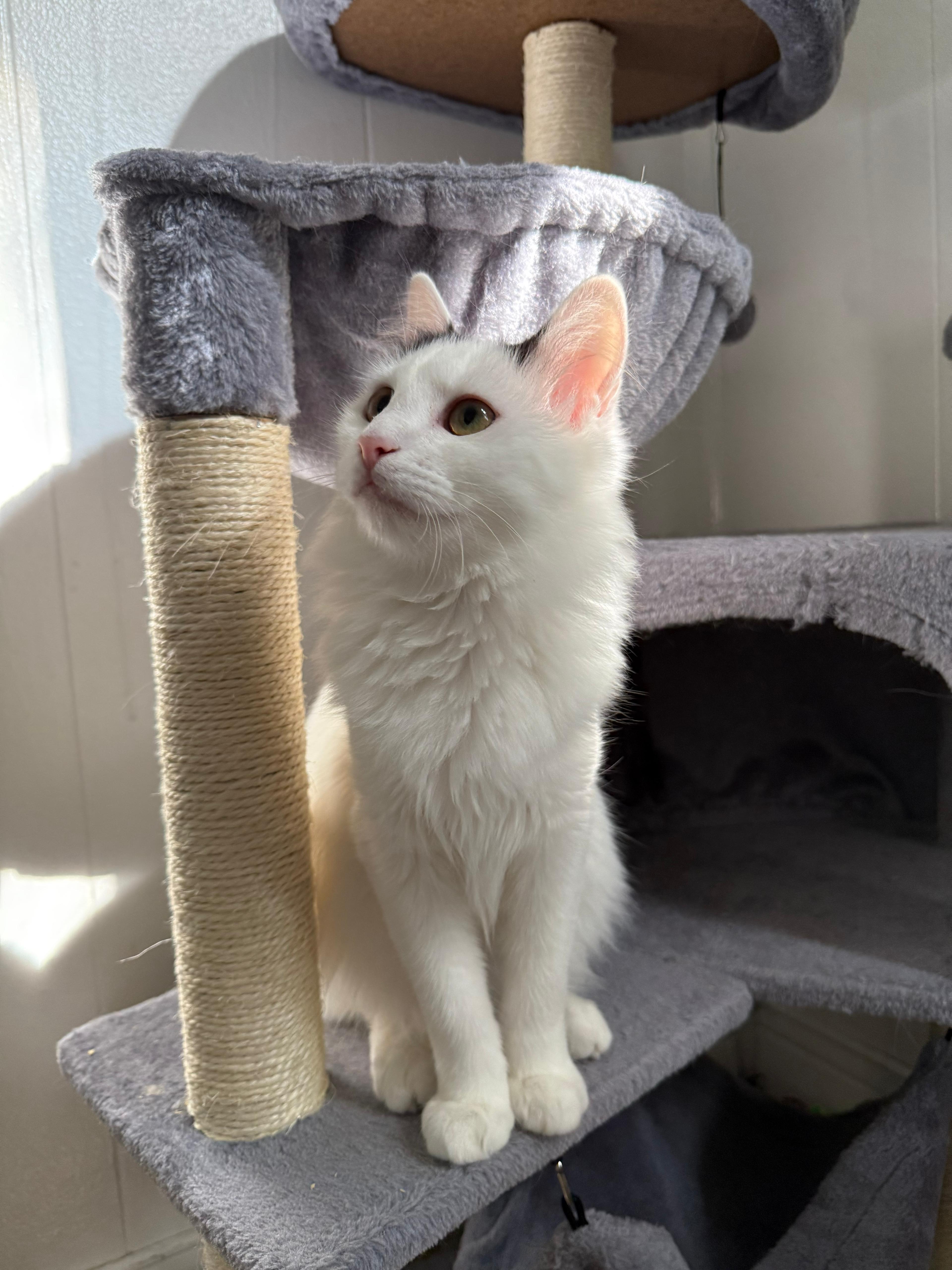 Enlarge Biscuit, a ADOPTABLE Domestic Long Hair in Richmond, KY image 6/6