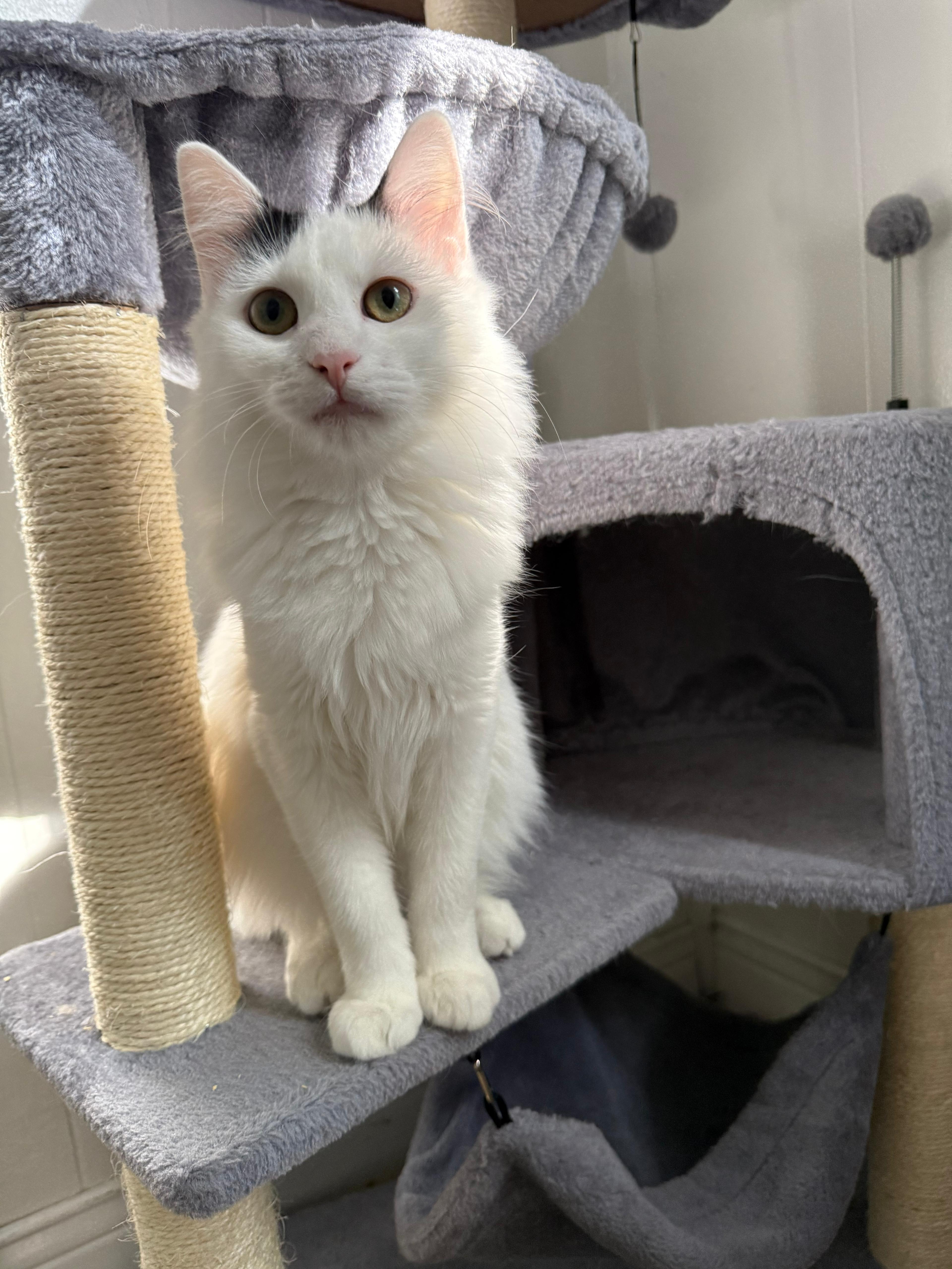 Biscuit, ADOPTABLE, Kitten Male Domestic Long Hair.