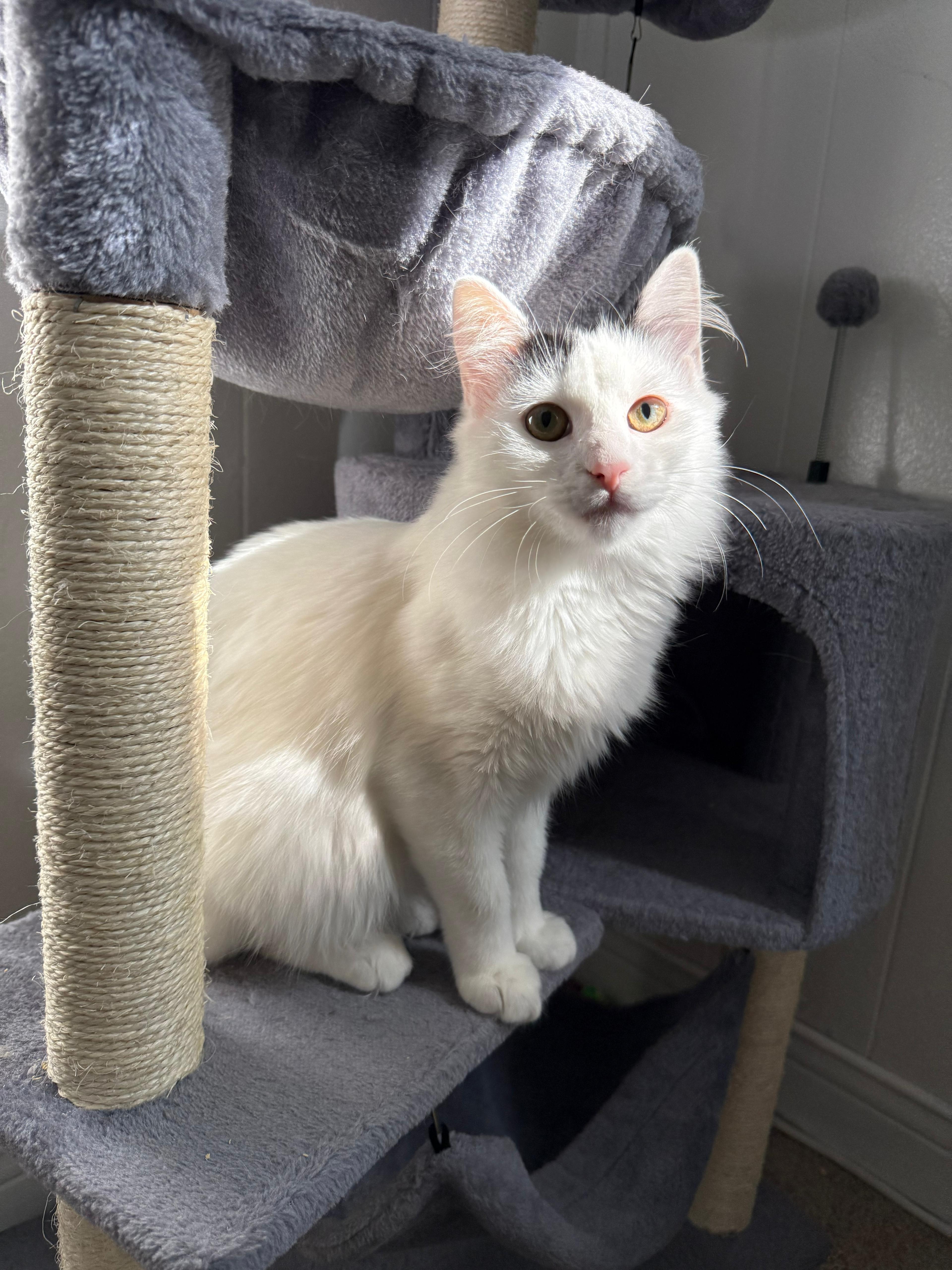 Enlarge Biscuit, a ADOPTABLE Domestic Long Hair in Richmond, KY image 2/6