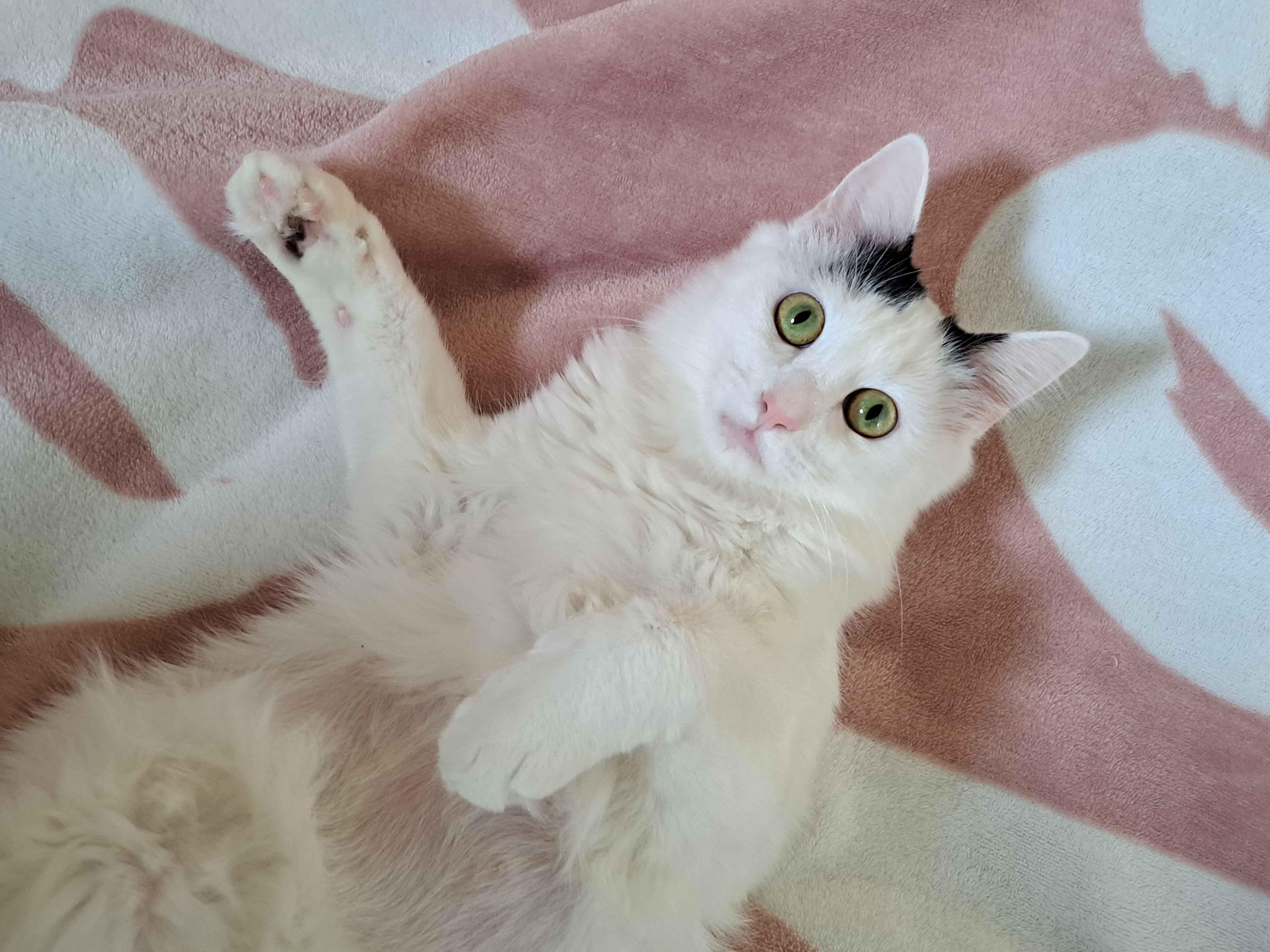 Enlarge Biscuit, a ADOPTABLE Domestic Long Hair in Richmond, KY image 5/6