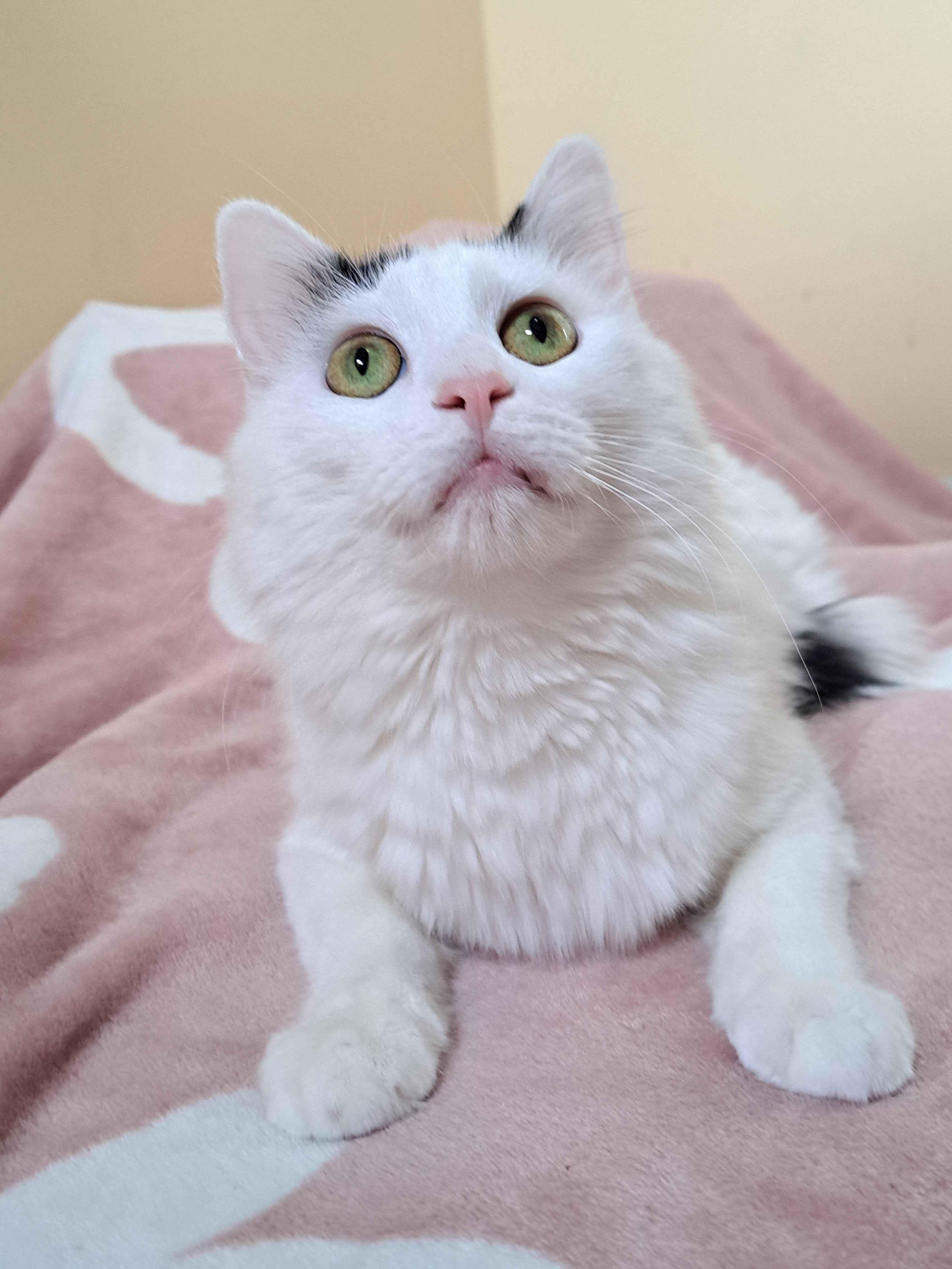 Enlarge Biscuit, a ADOPTABLE Domestic Long Hair in Richmond, KY image 3/6