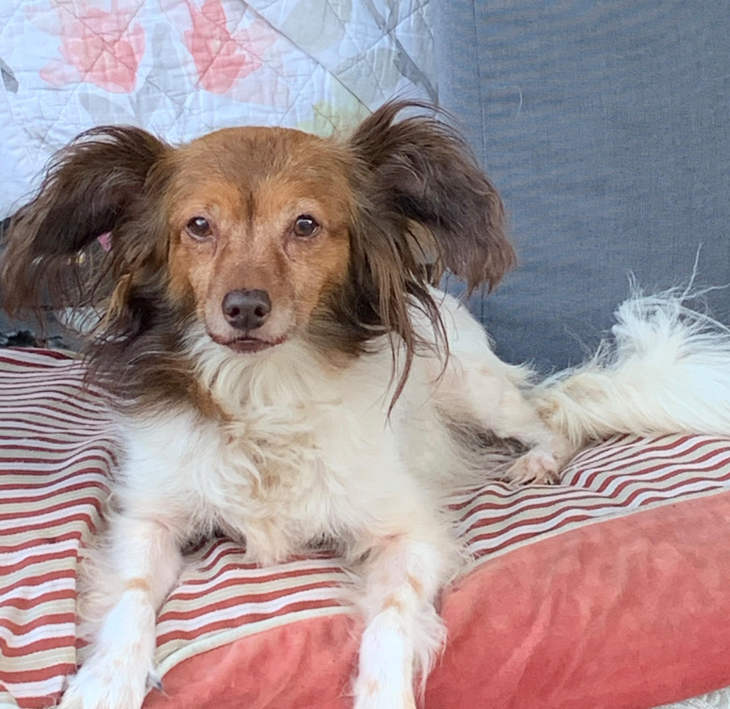 Mia, Adoptable, Senior Female Papillon & Mixed Breed.