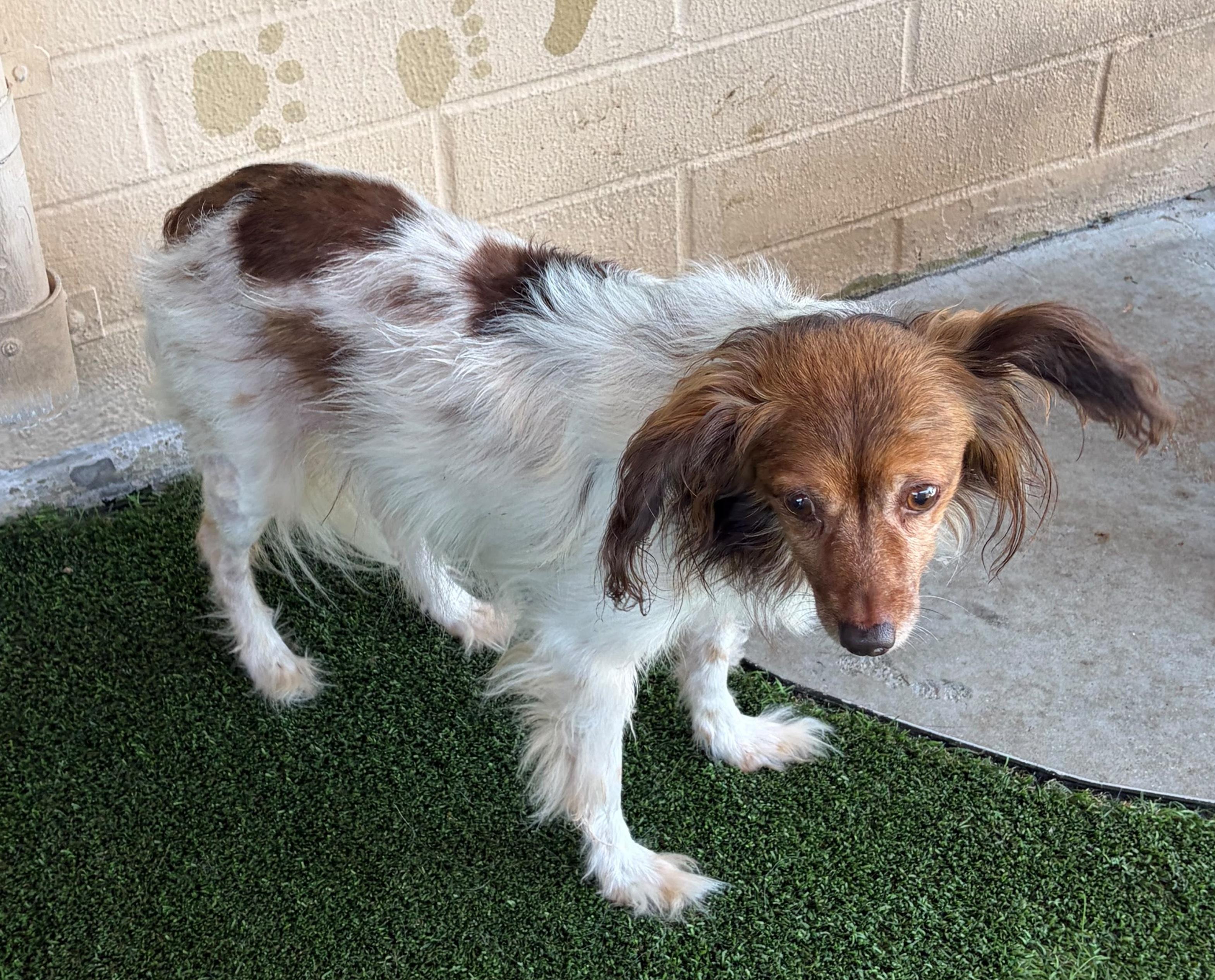 Enlarge Mia, a Adoptable mixed breed in San Pedro, CA image 4/4
