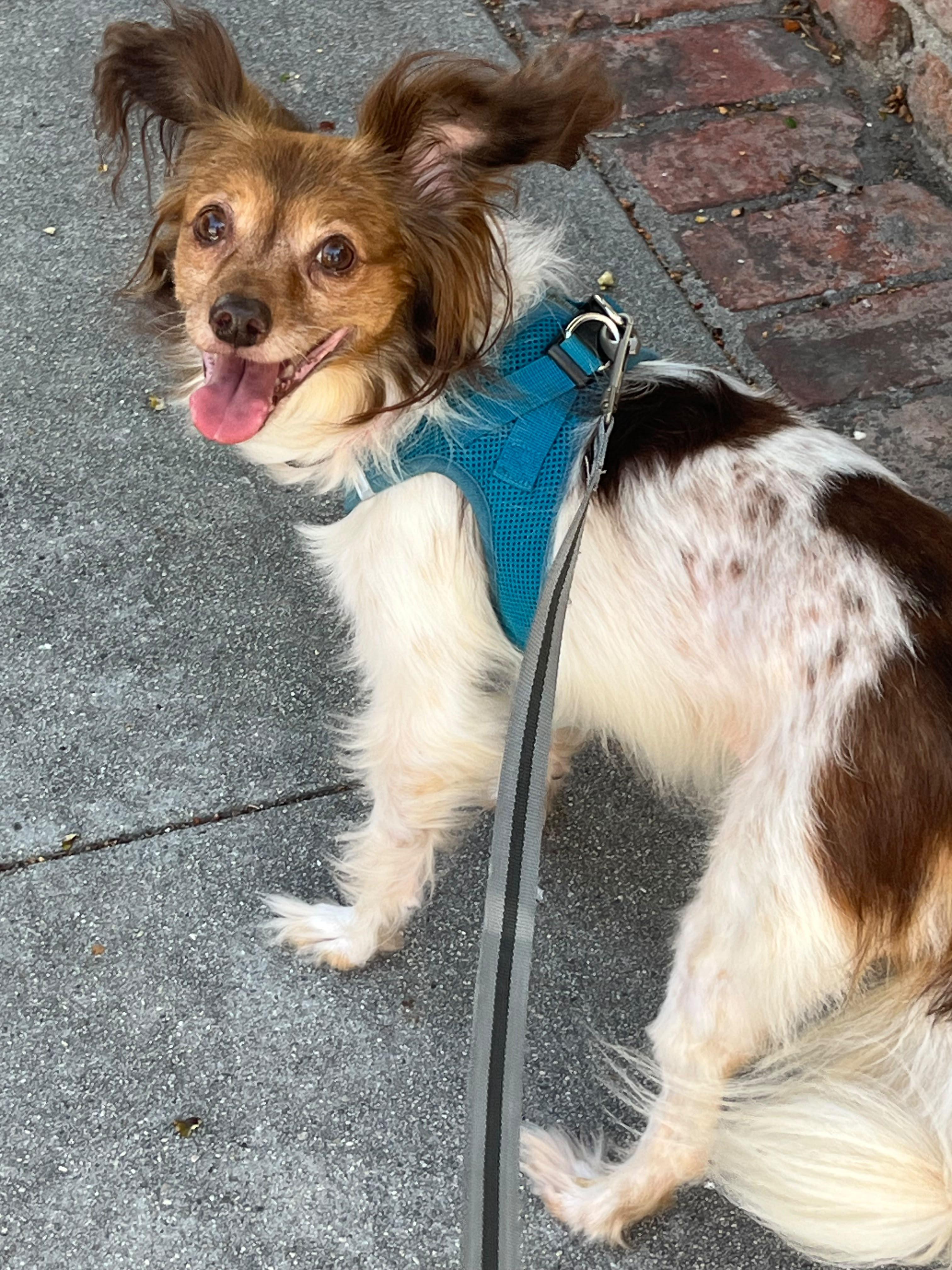 Enlarge Mia, a Adoptable mixed breed in San Pedro, CA image 2/4