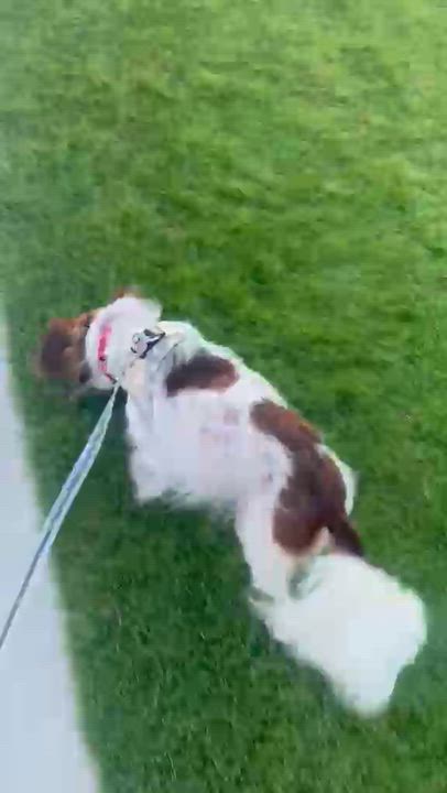Enlarge Mia, a Adoptable mixed breed in San Pedro, CA video 3/4
