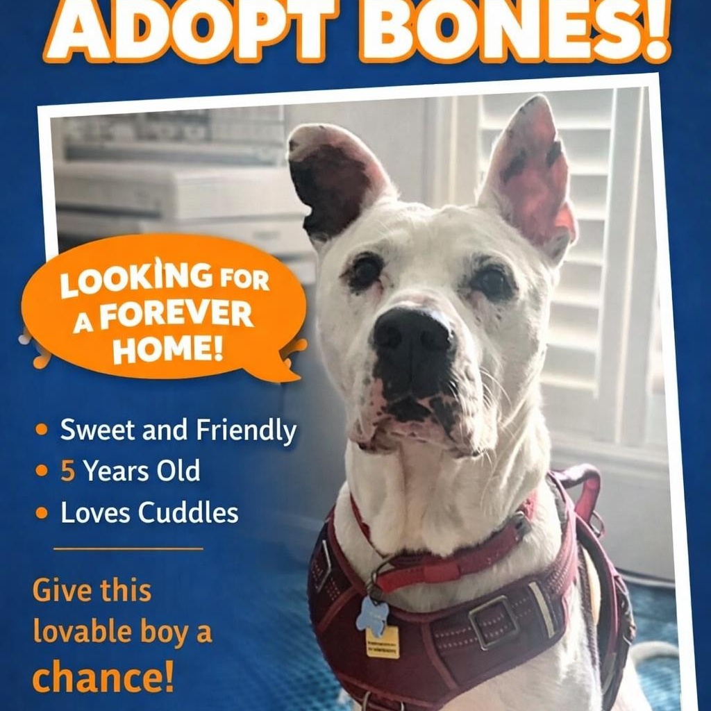 Bones — thumbnail 6