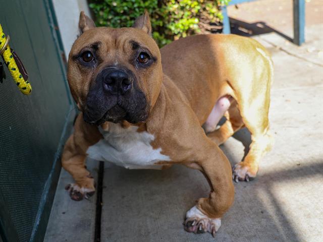 Enlarge SVEN, a Adoptable mixed breed in Pasadena, CA image 1/1