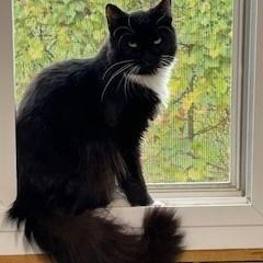 Hermosa, Adoptable, Adult Female Domestic Short Hair & Tuxedo.