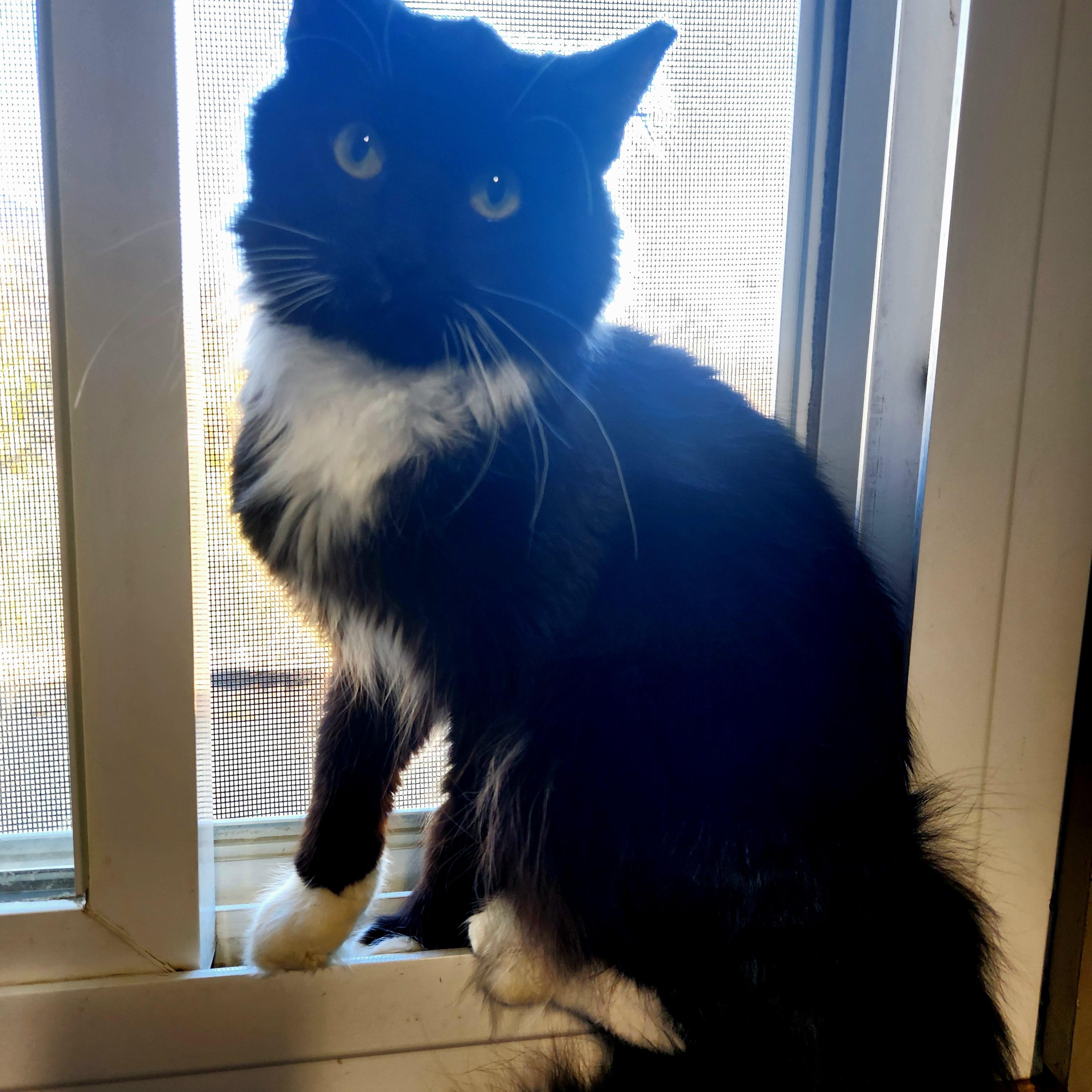 Enlarge Hermosa, a Adoptable mixed breed in Bolingbrook, IL image 2/3