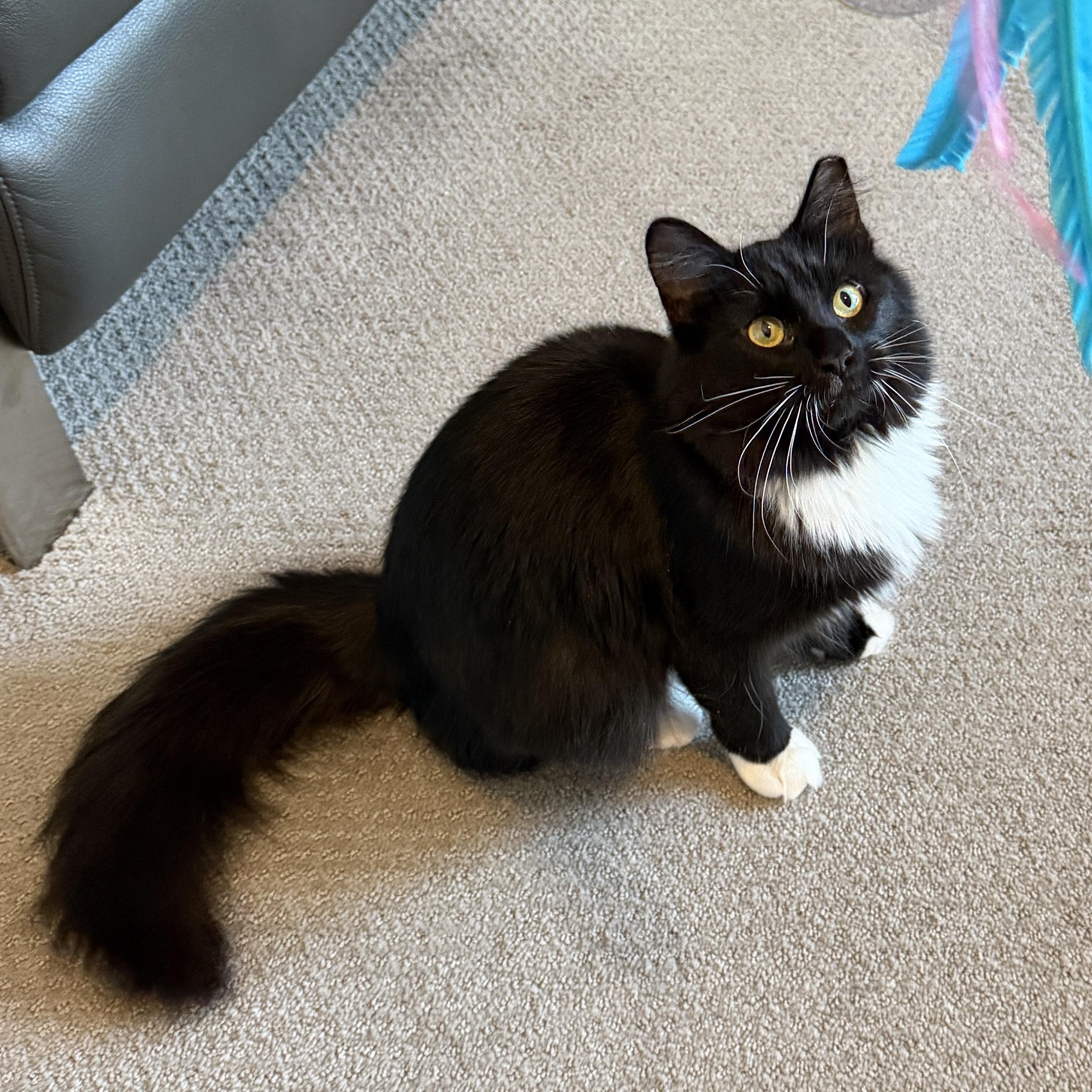 Hermosa, Adoptable, Adult Female Domestic Long Hair & Tuxedo.