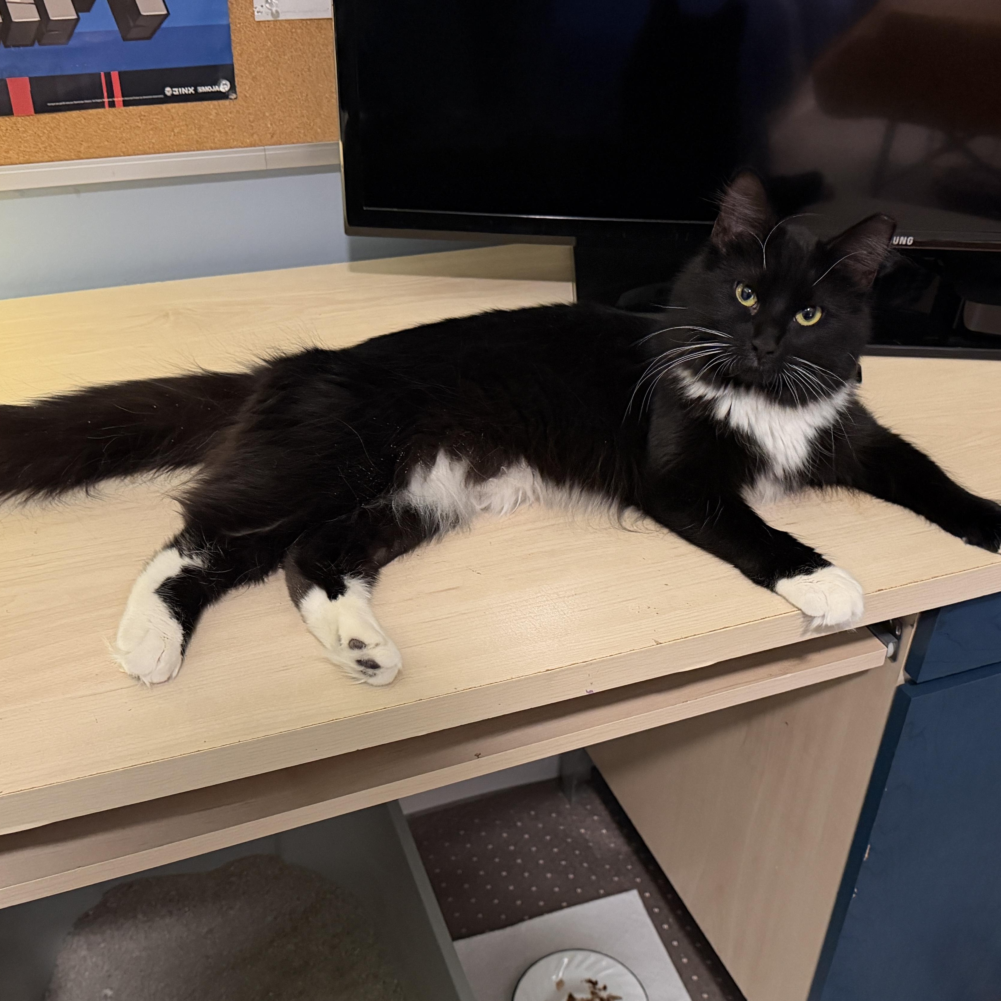 Enlarge Hermosa, a Adoptable mixed breed in Bolingbrook, IL image 2/6