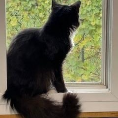 Enlarge Hermosa, a Adoptable mixed breed in Bolingbrook, IL image 3/3