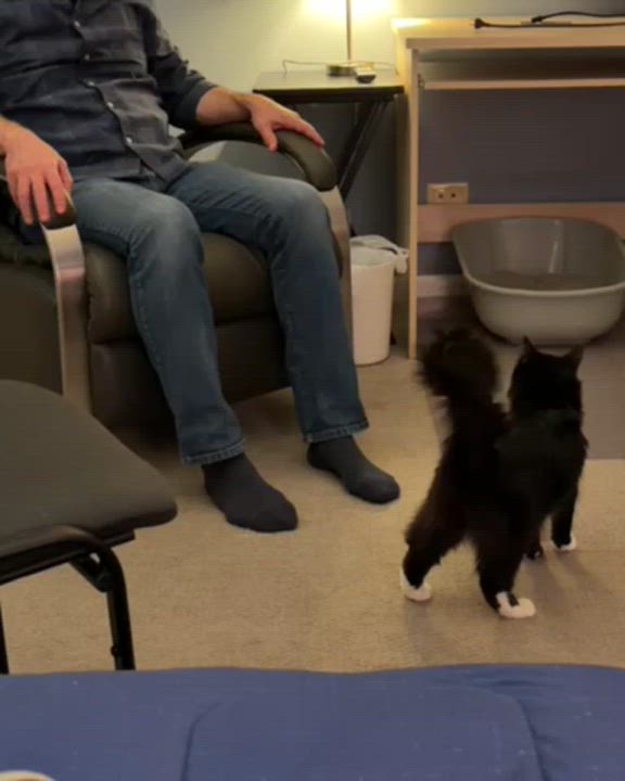 Enlarge Hermosa, a Adoptable mixed breed in Bolingbrook, IL video 6/6