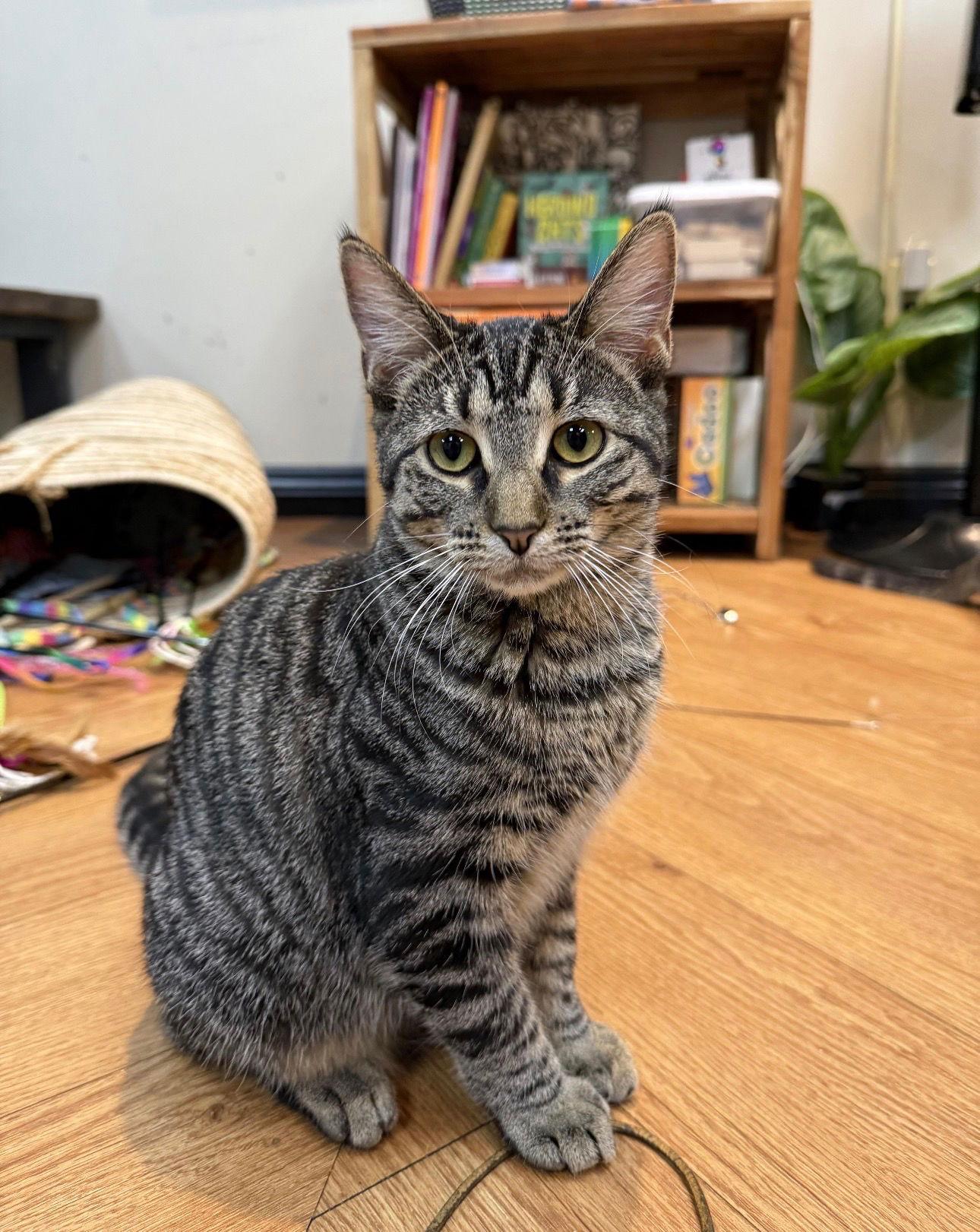 Enlarge Posh Spice, a Adoptable Domestic Short Hair in Lake Saint Louis, MO image 2/2