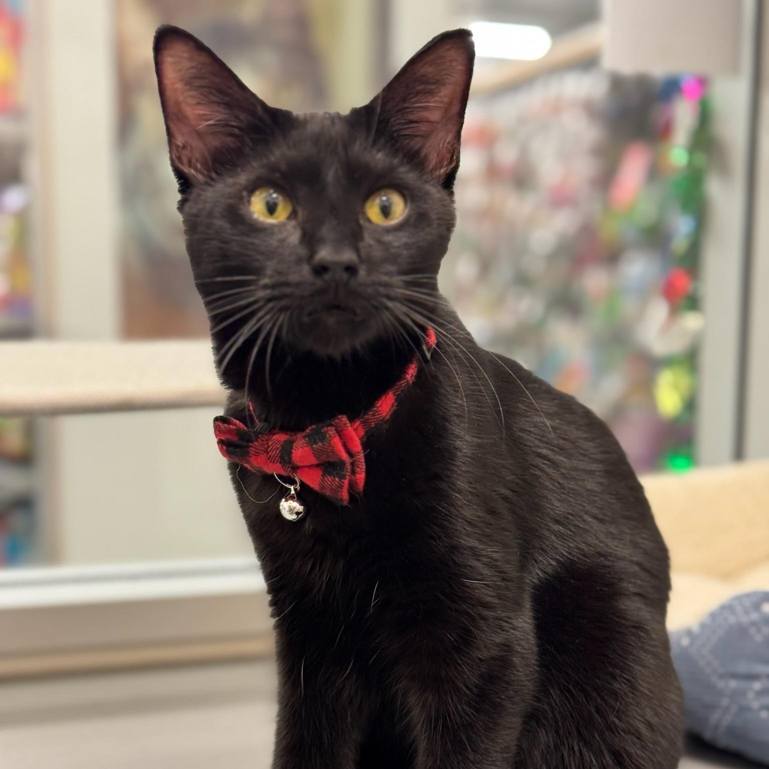 Enlarge Alekanchelo, an adoptable Domestic Short Hair in Oldsmar, FL image 1/2