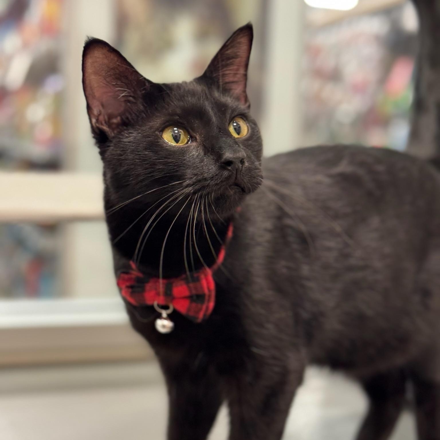 Enlarge Alekanchelo, an adoptable Domestic Short Hair in Oldsmar, FL image 2/2