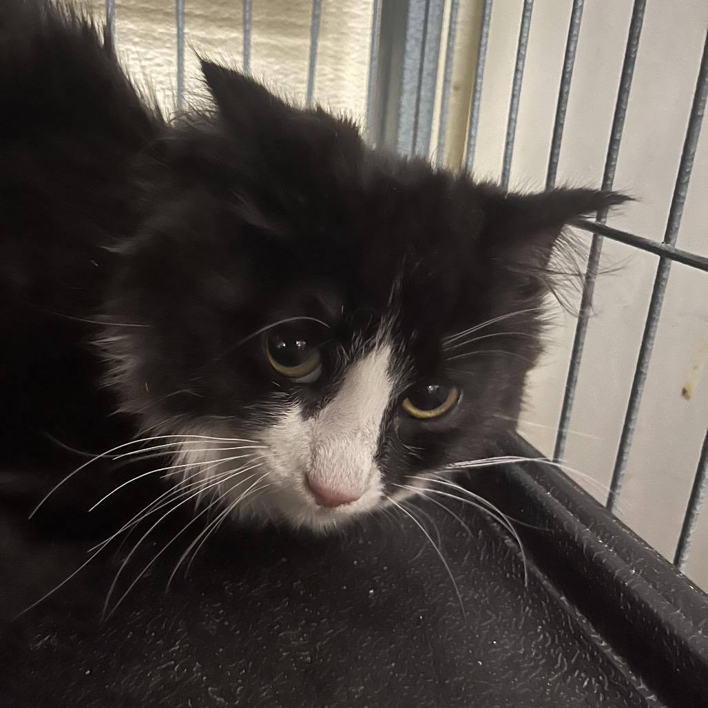 Enlarge SHOKO, a Adoptable Domestic Medium Hair in Point Richmond, CA image 1/1