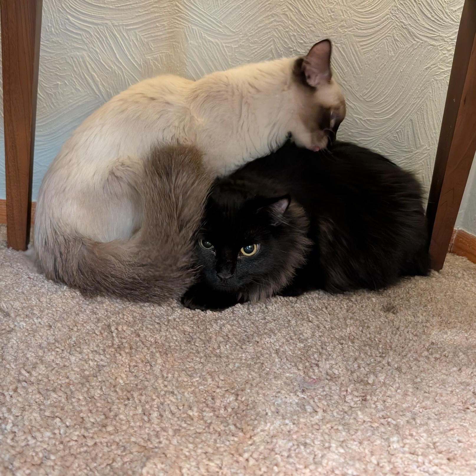 Enlarge Nessus & Fuligin, an adoptable mixed breed in Fairview Heights, IL image 6/6