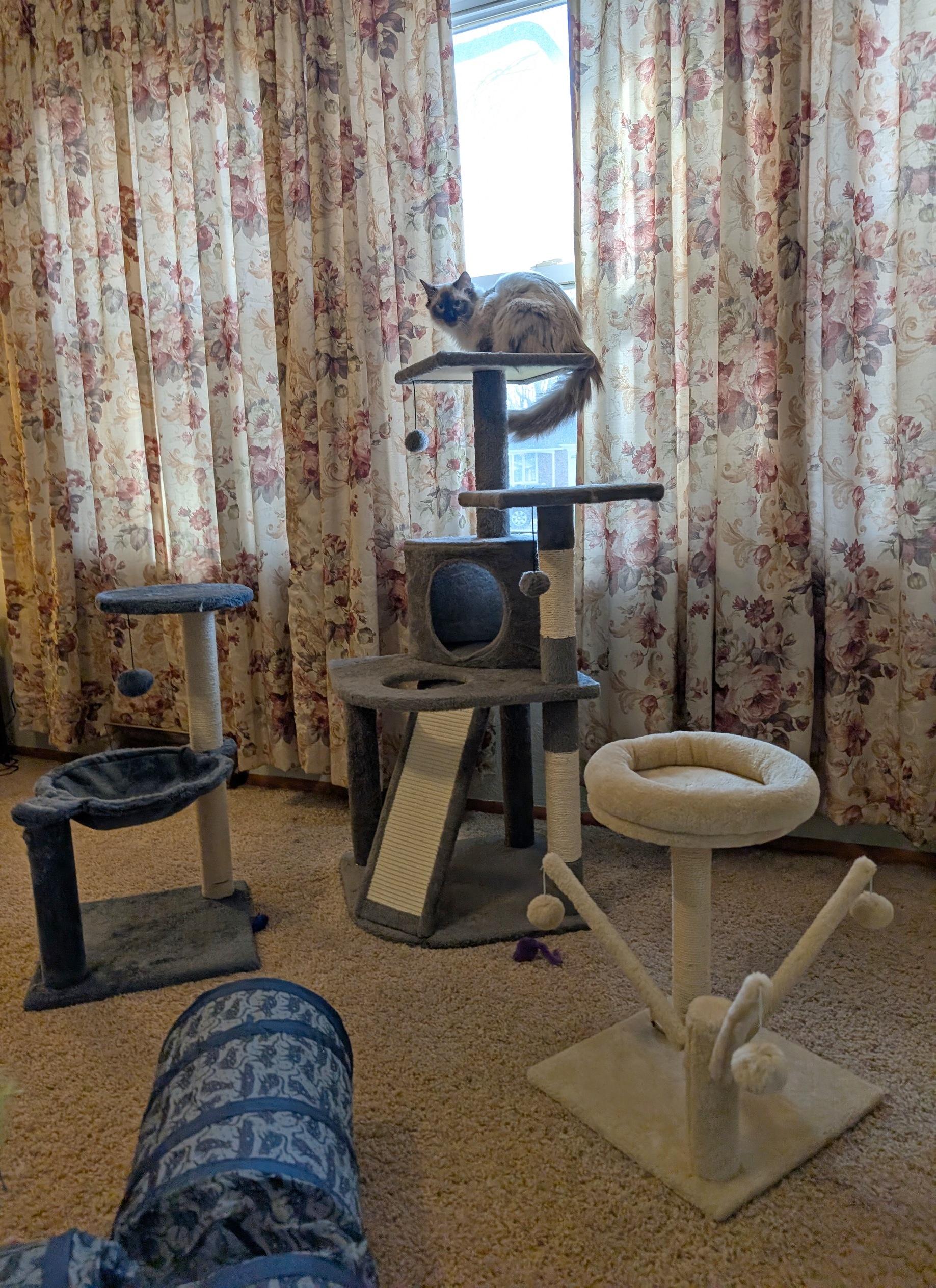 Enlarge Nessus & Fuligin, an adoptable mixed breed in Fairview Heights, IL image 4/6