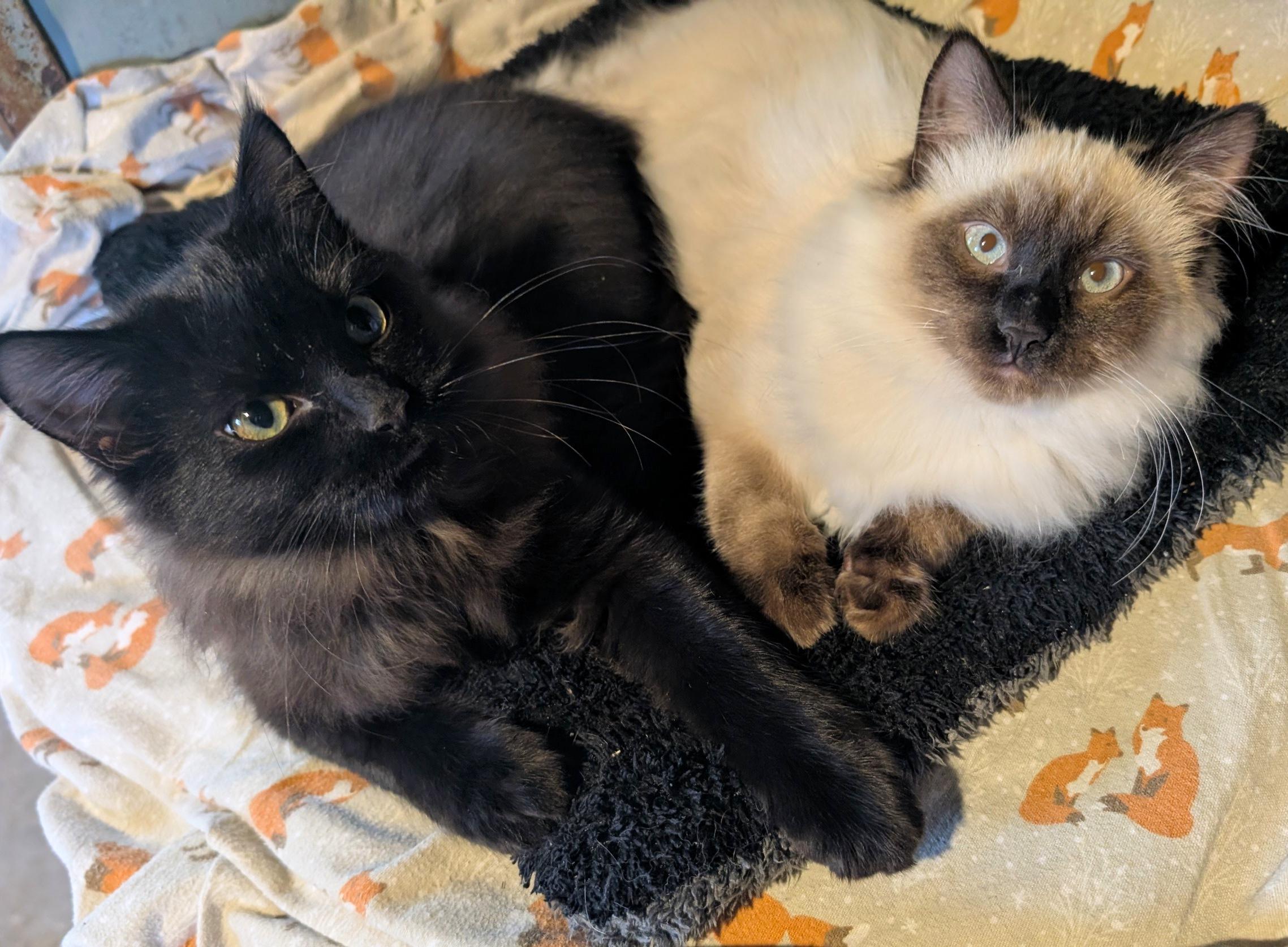 Nessus & Fuligin, a Adoptable mixed breed in Fairview Heights, IL image 5/5