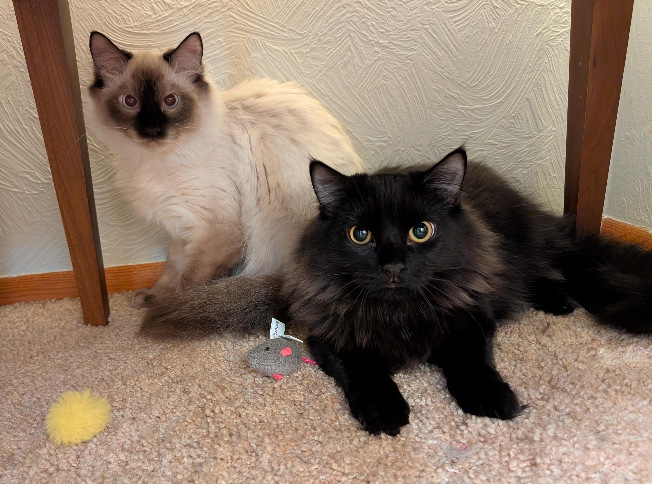 Enlarge Nessus & Fuligin, an adoptable mixed breed in Fairview Heights, IL image 1/6
