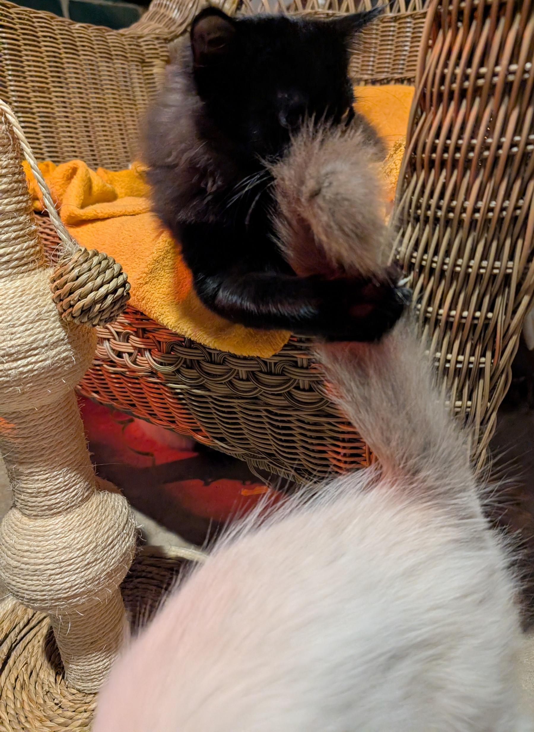 Nessus & Fuligin, a Adoptable mixed breed in Fairview Heights, IL image 4/5