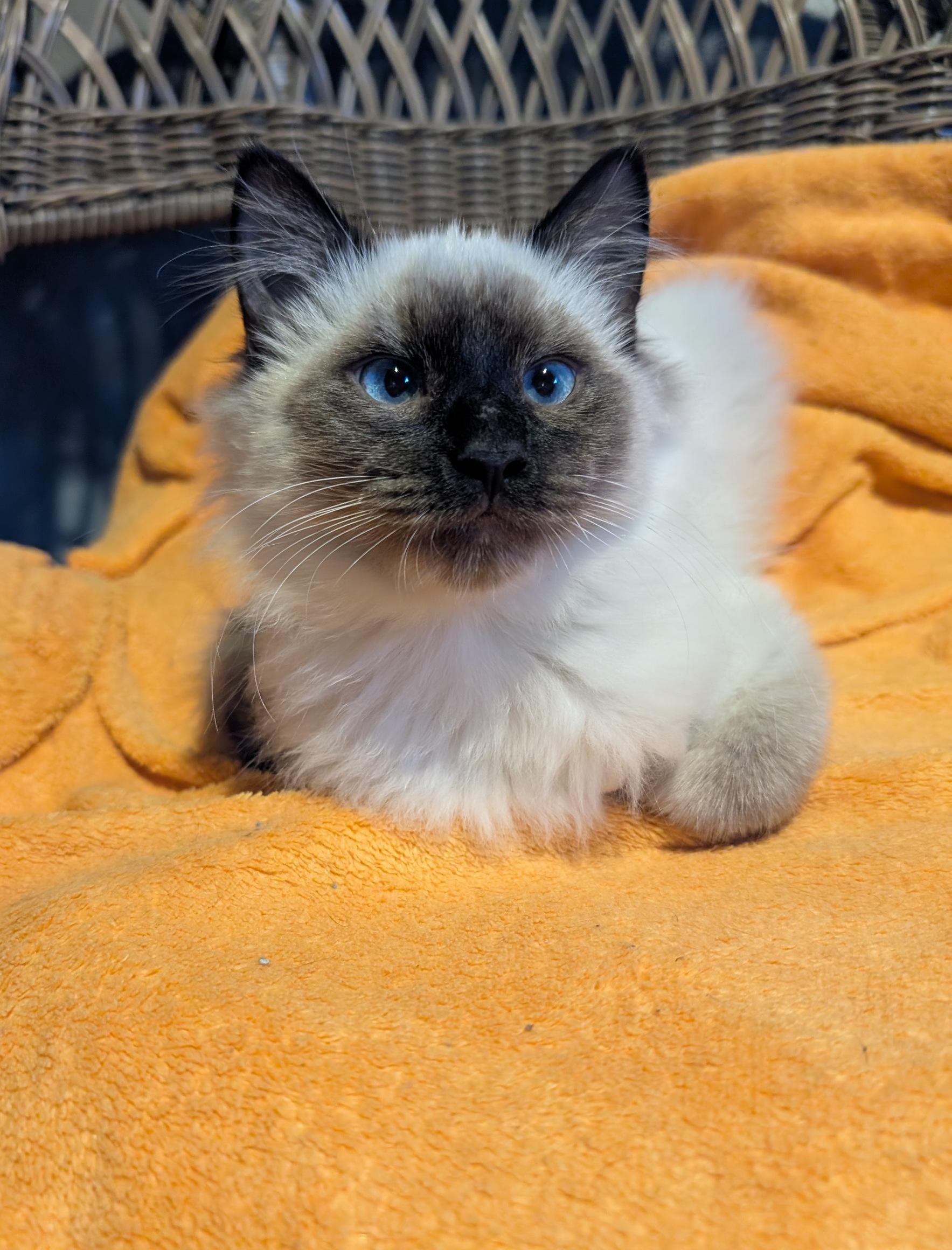 Nessus & Fuligin, a Adoptable mixed breed in Fairview Heights, IL image 3/5